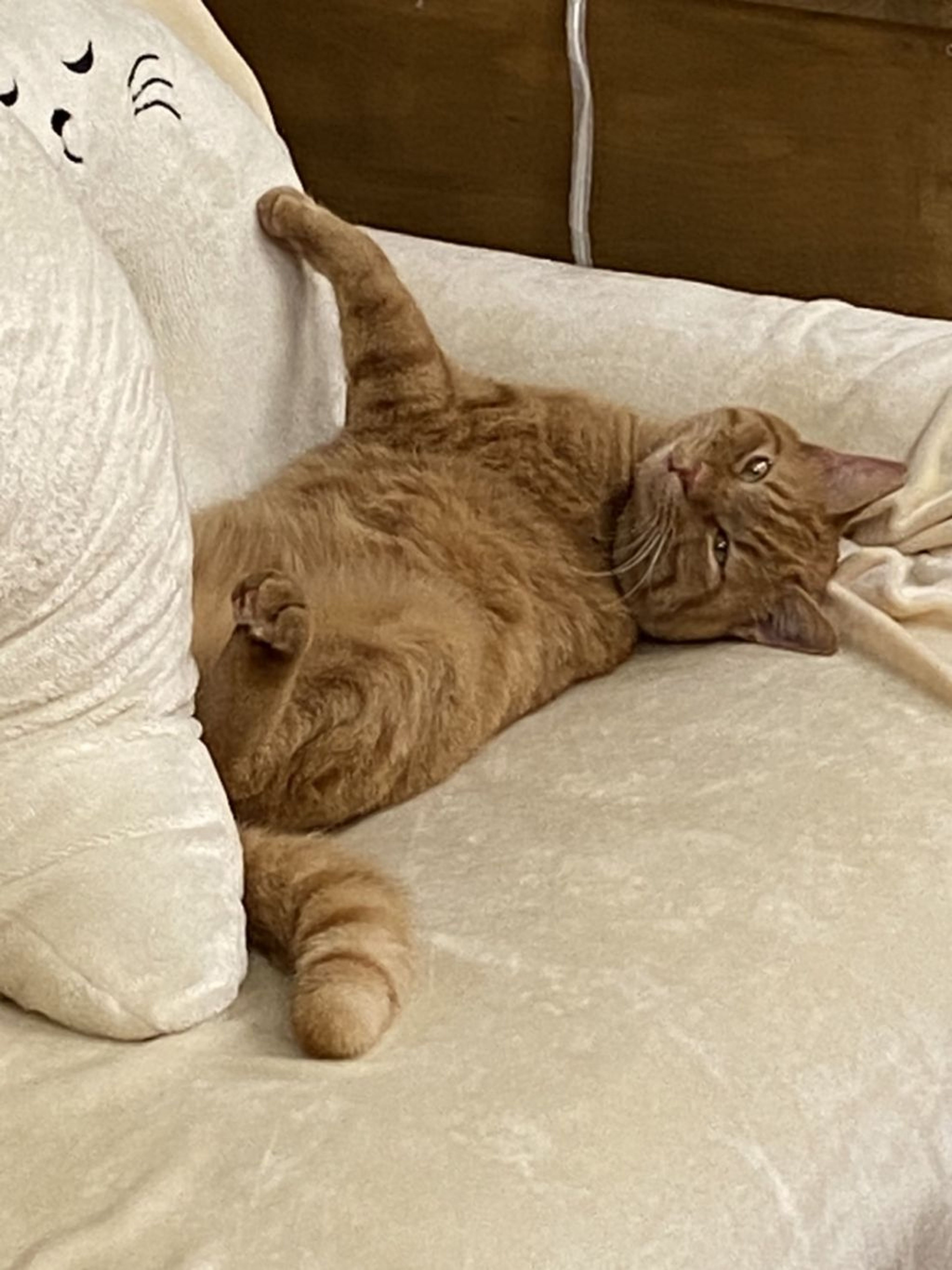 pet-image-4