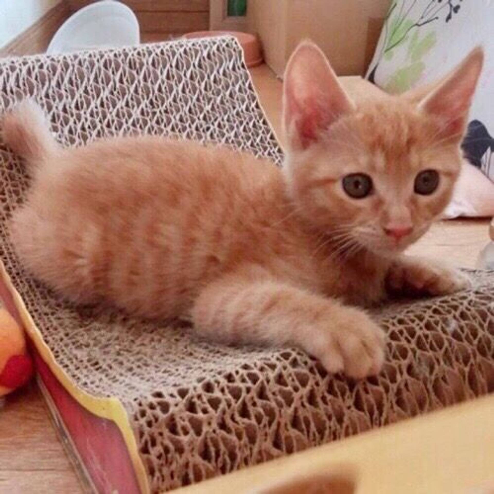 雑種（ミックス猫）・メスの里親募集の写真