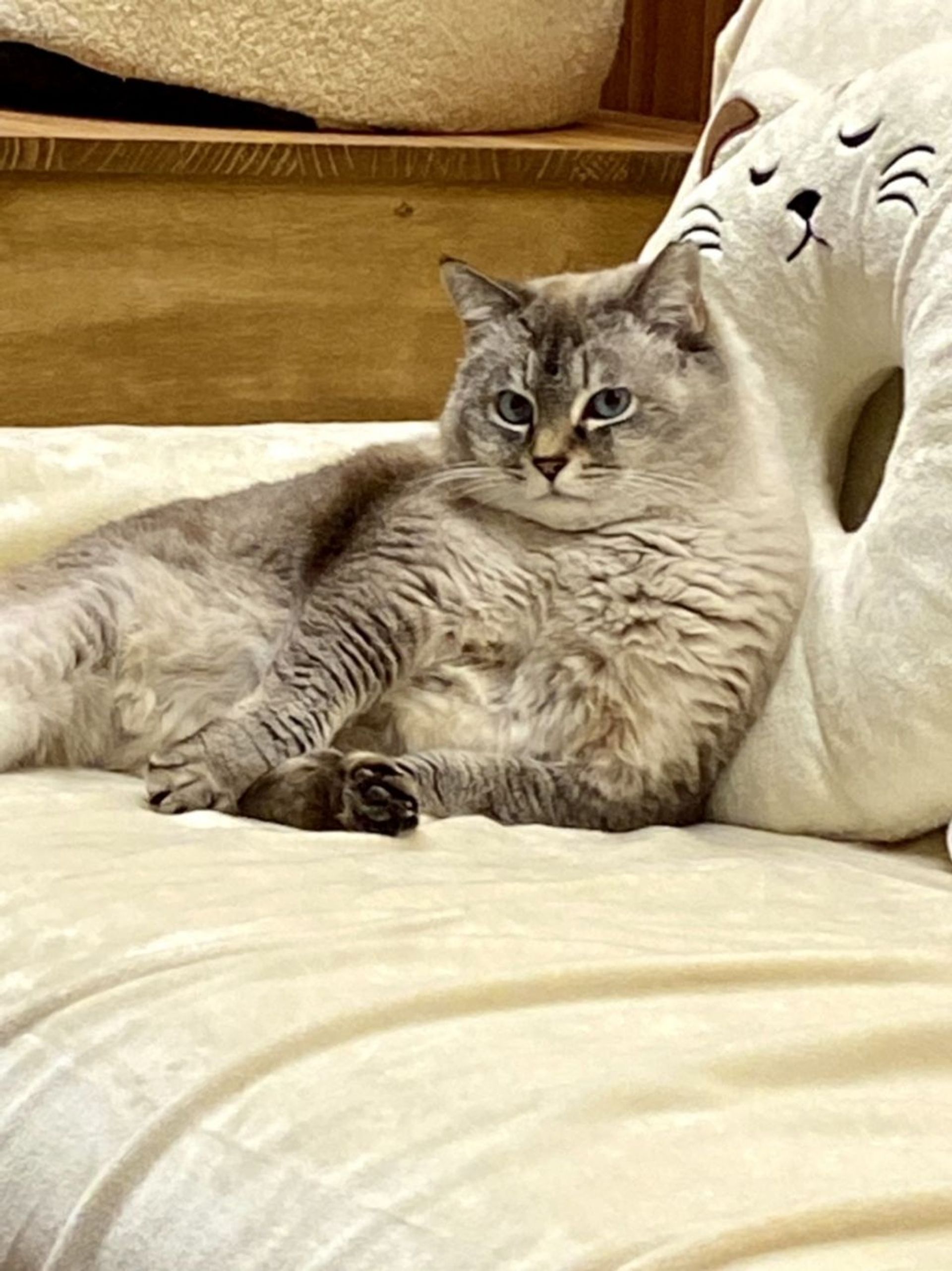 雑種（ミックス猫）・メスの里親募集の写真