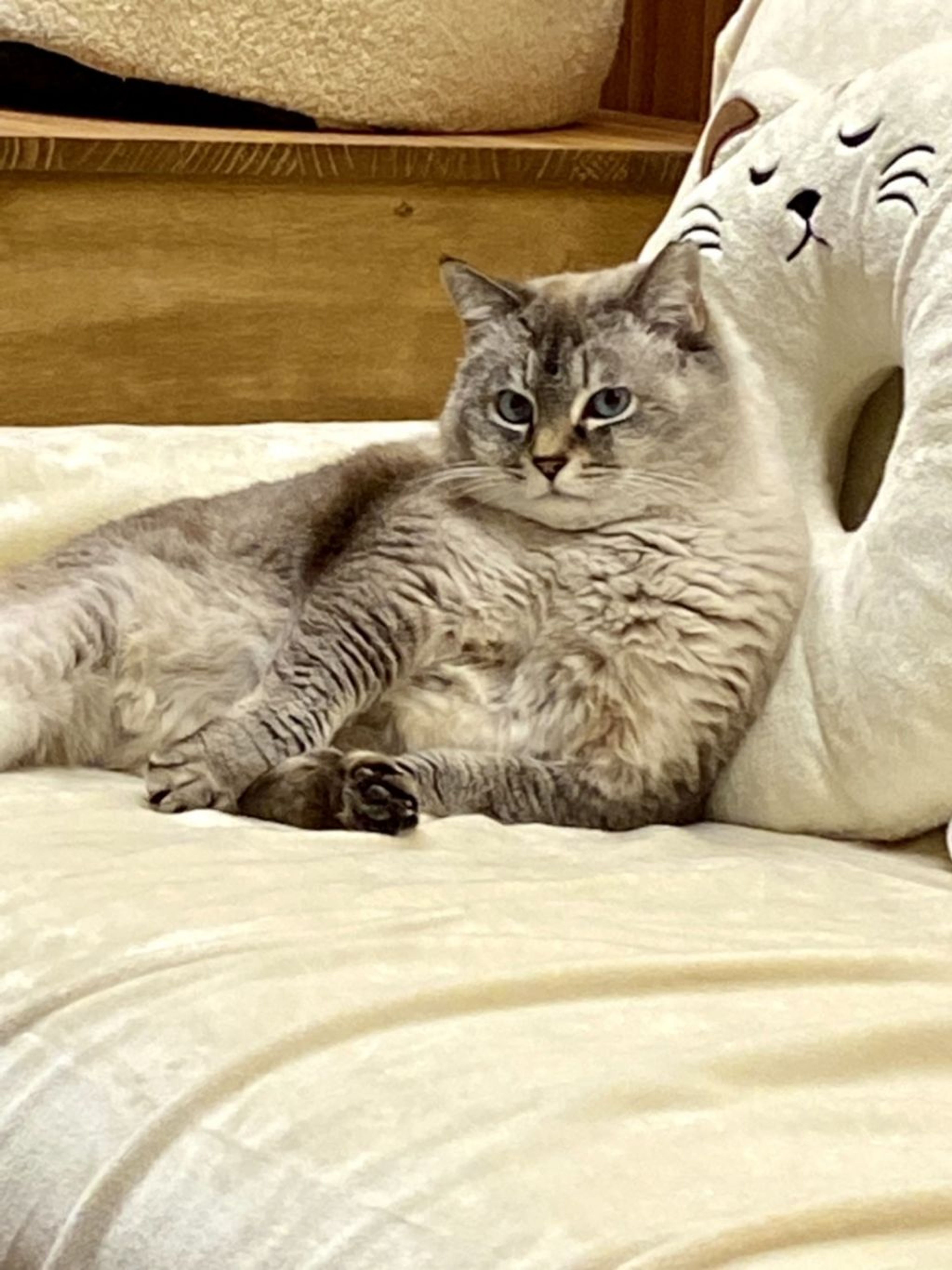 雑種（ミックス猫）・メスの里親募集の写真