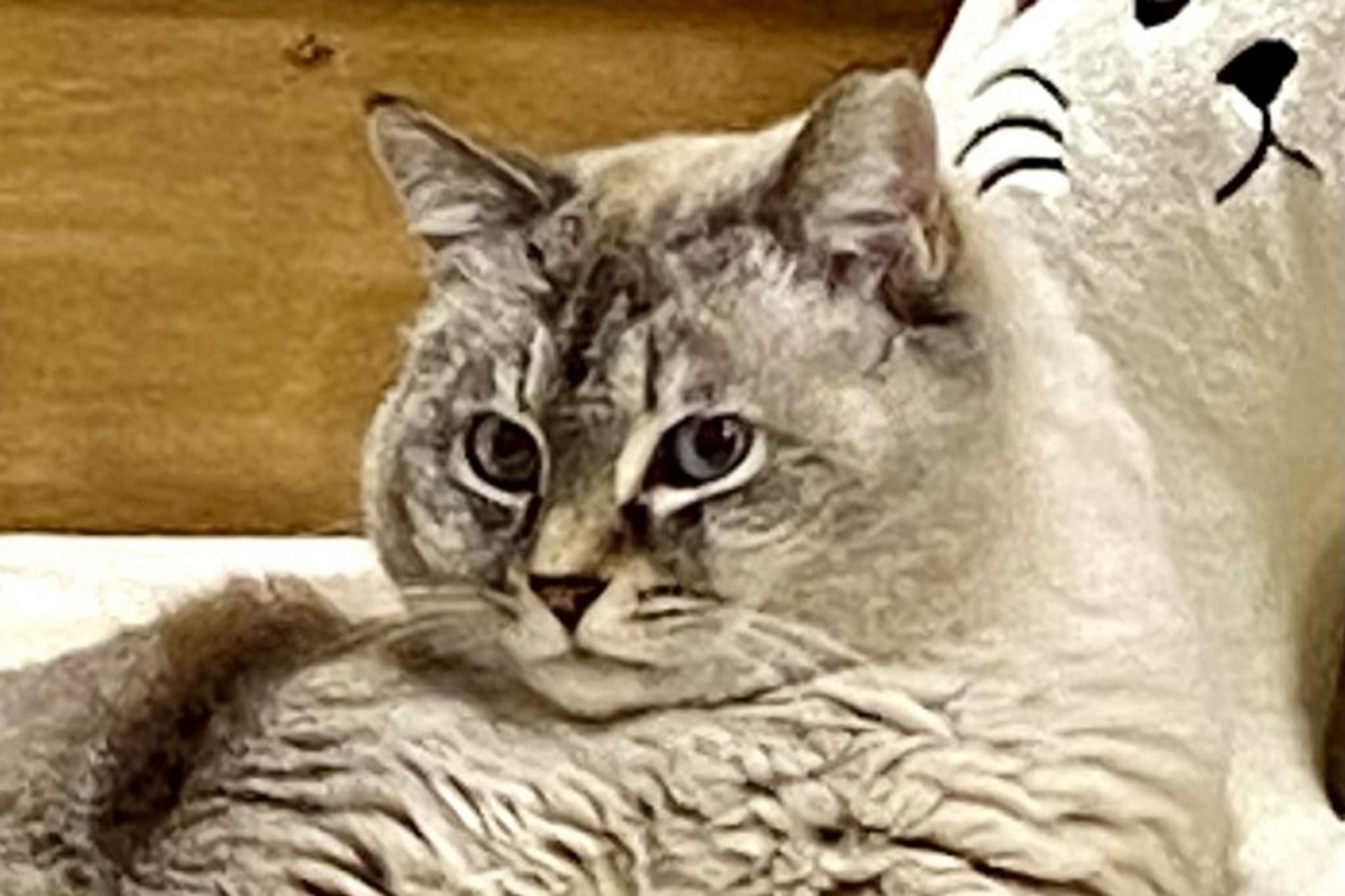 pet-image-2