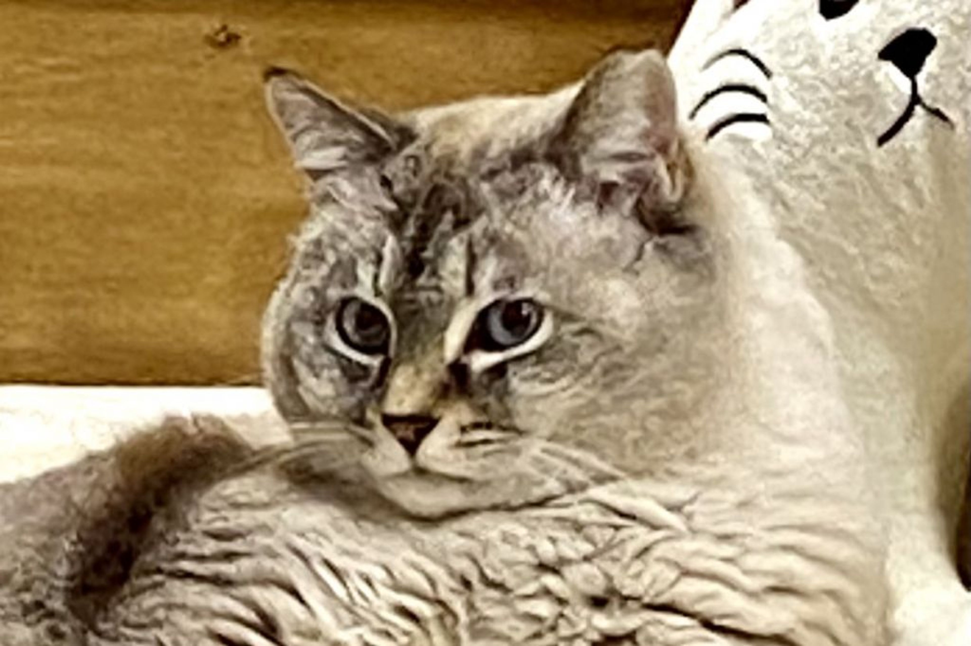 pet-image-2
