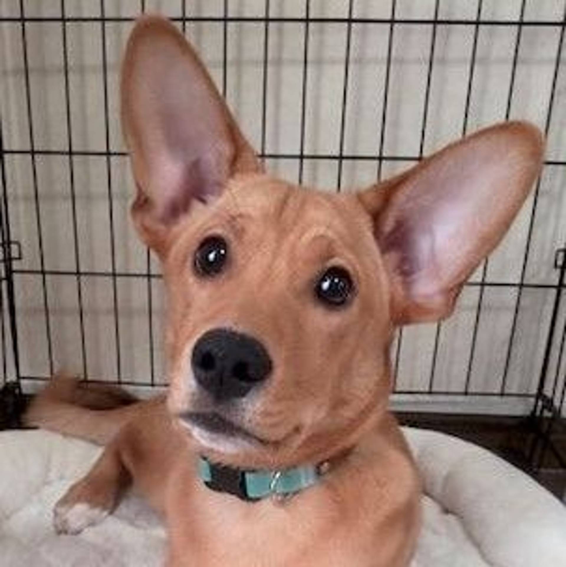 雑種（ミックス犬）・オスの里親募集の写真