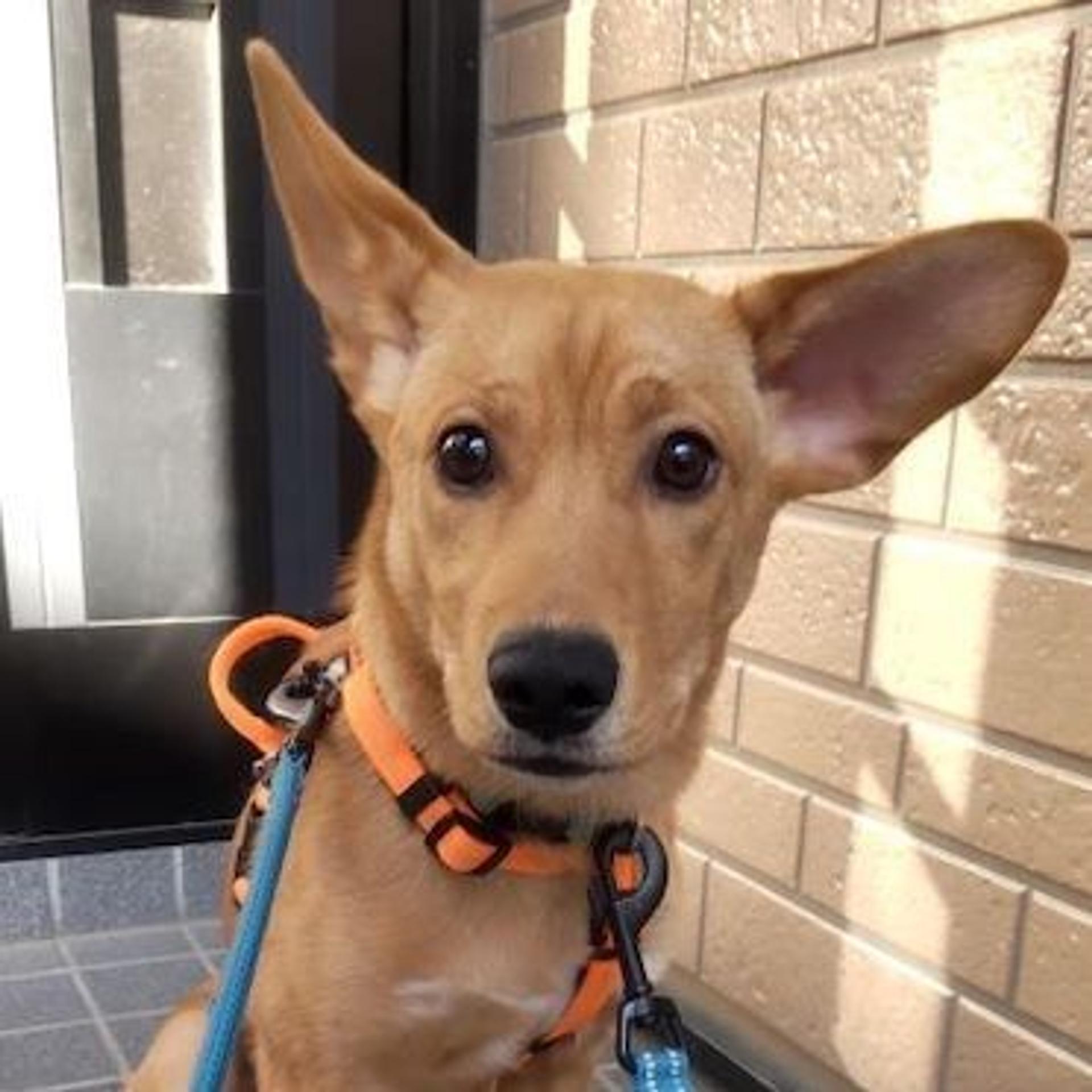 pet-image-2