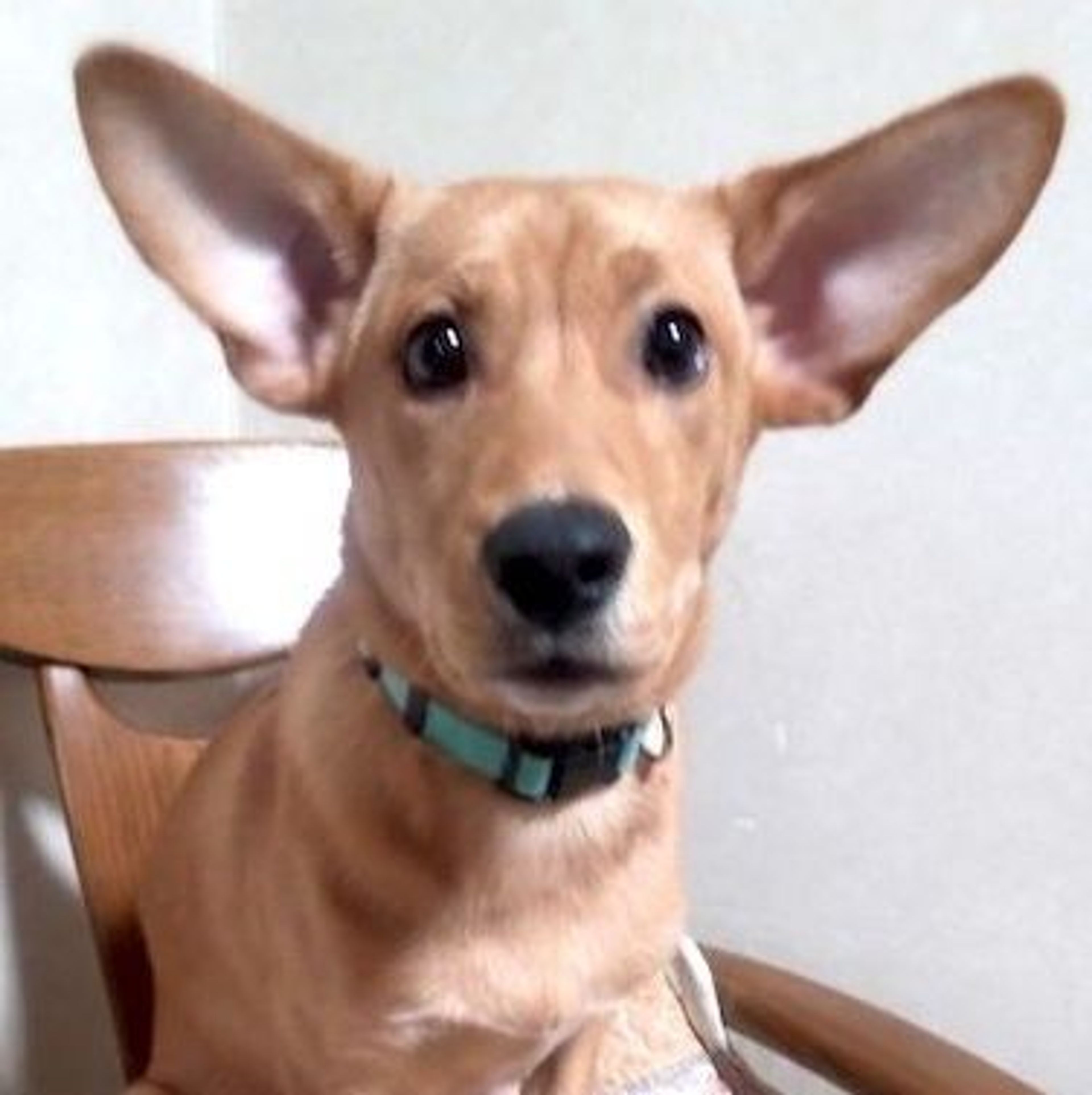 pet-image-4
