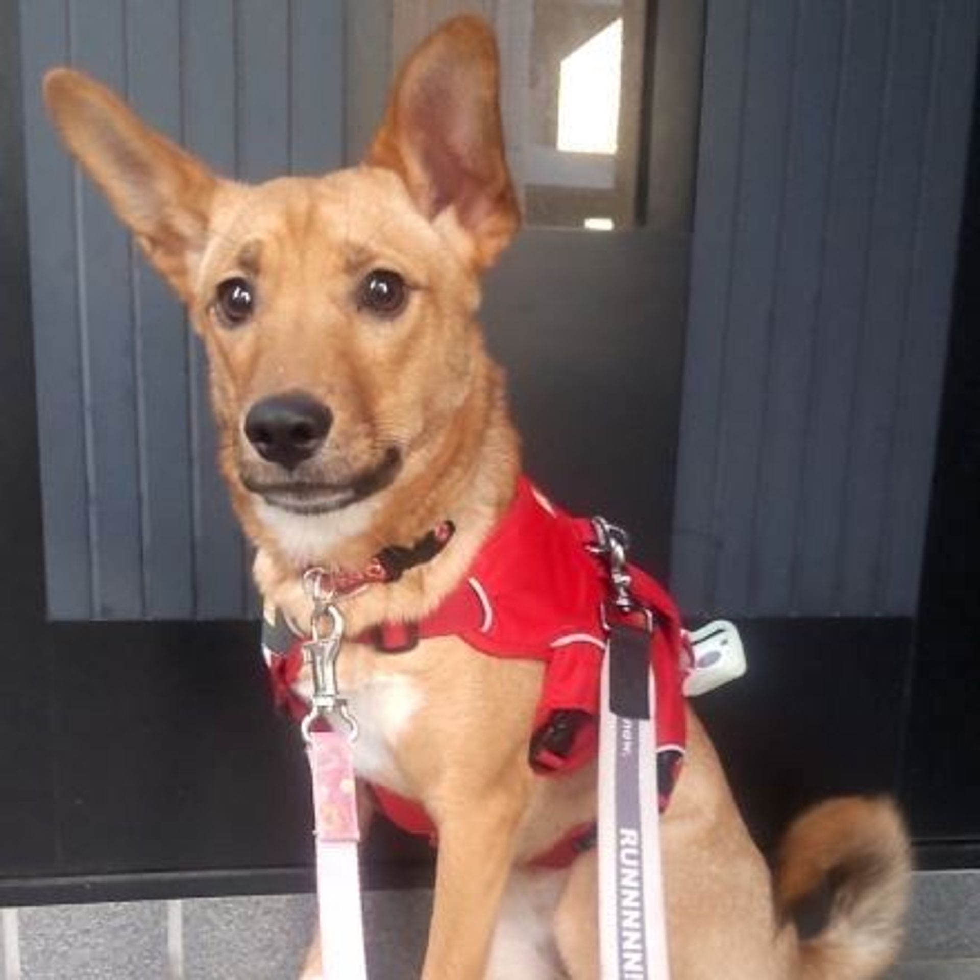 雑種（ミックス犬）・オスの里親募集の写真