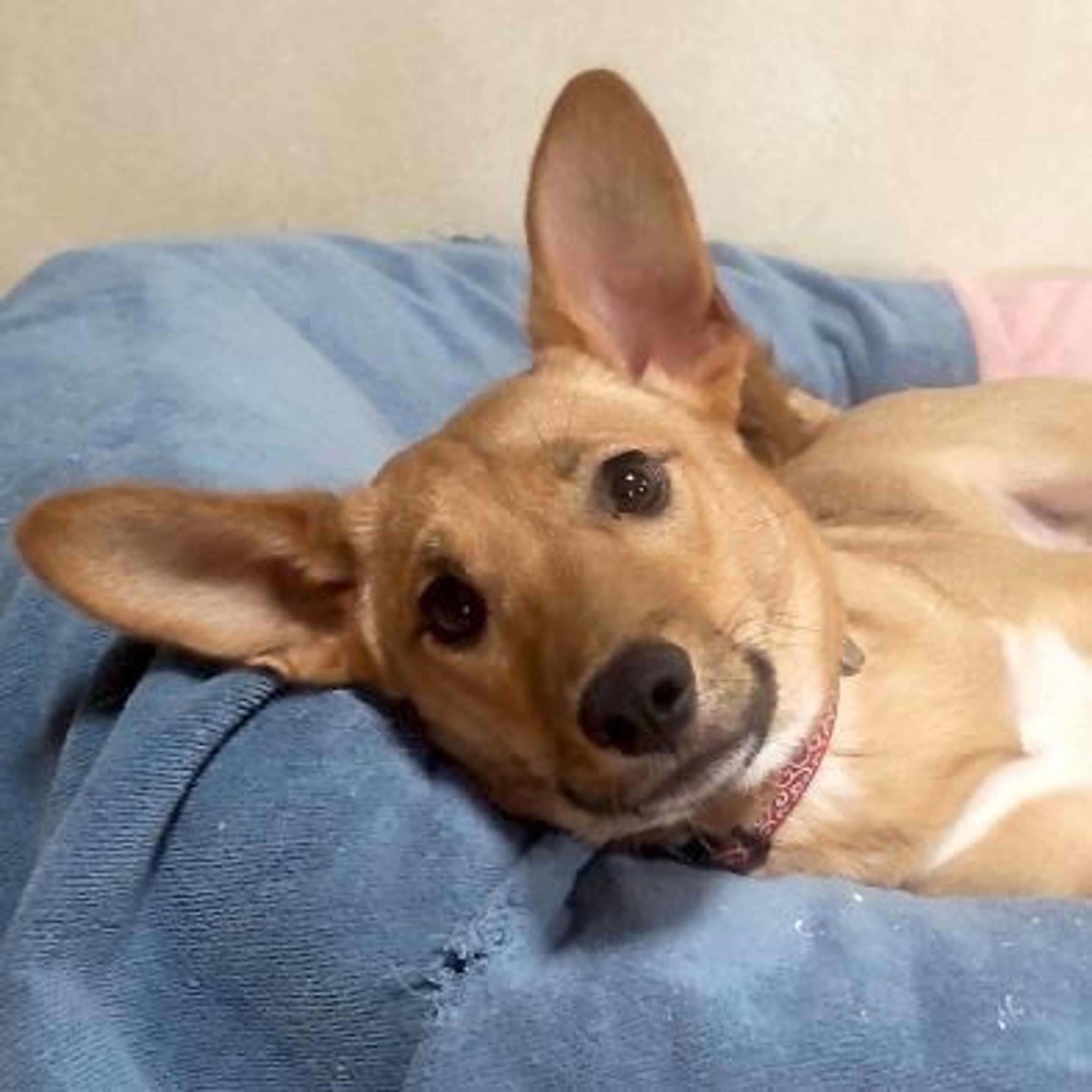 pet-image-4