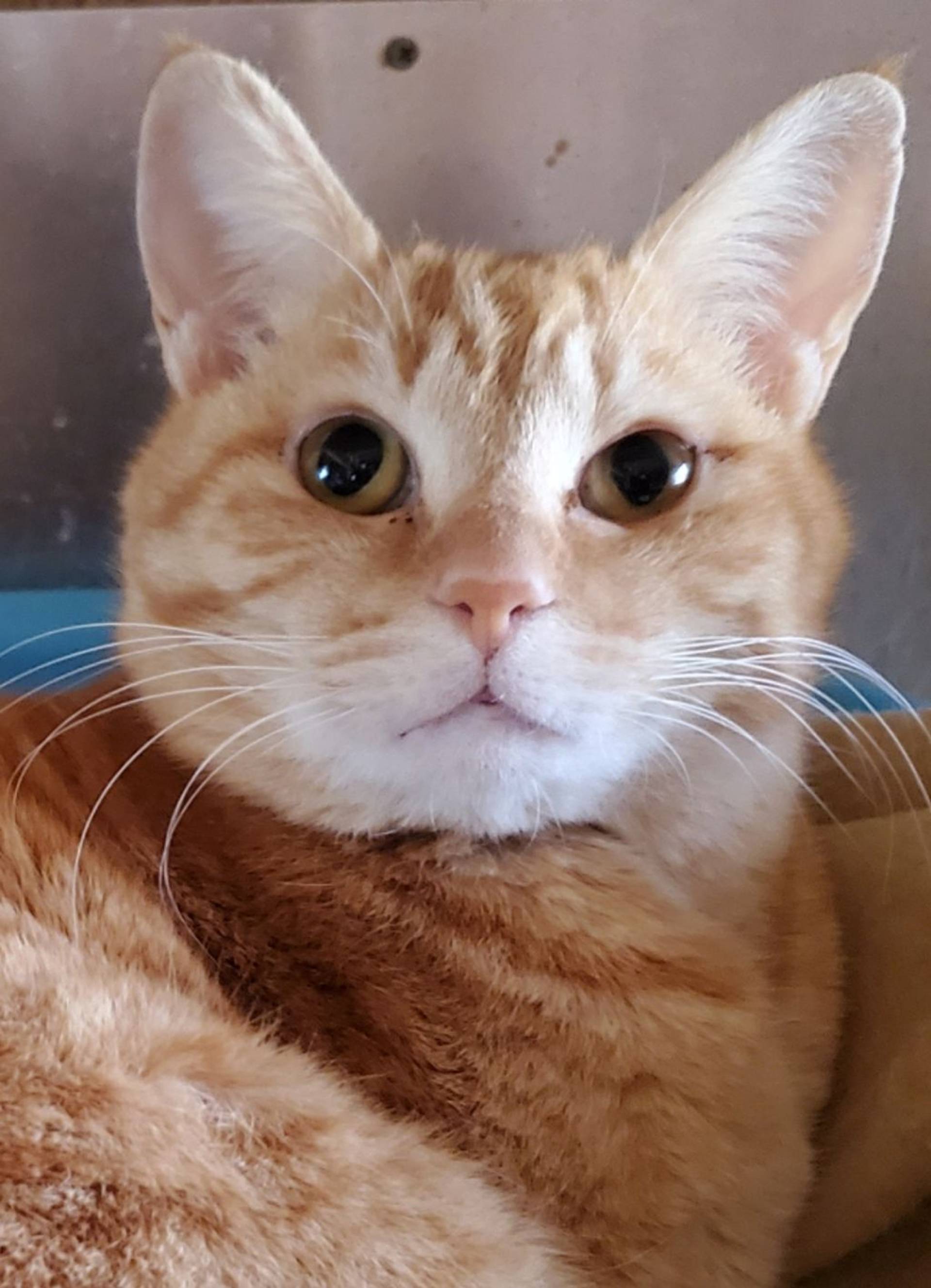雑種（ミックス猫）・メスの里親募集の写真