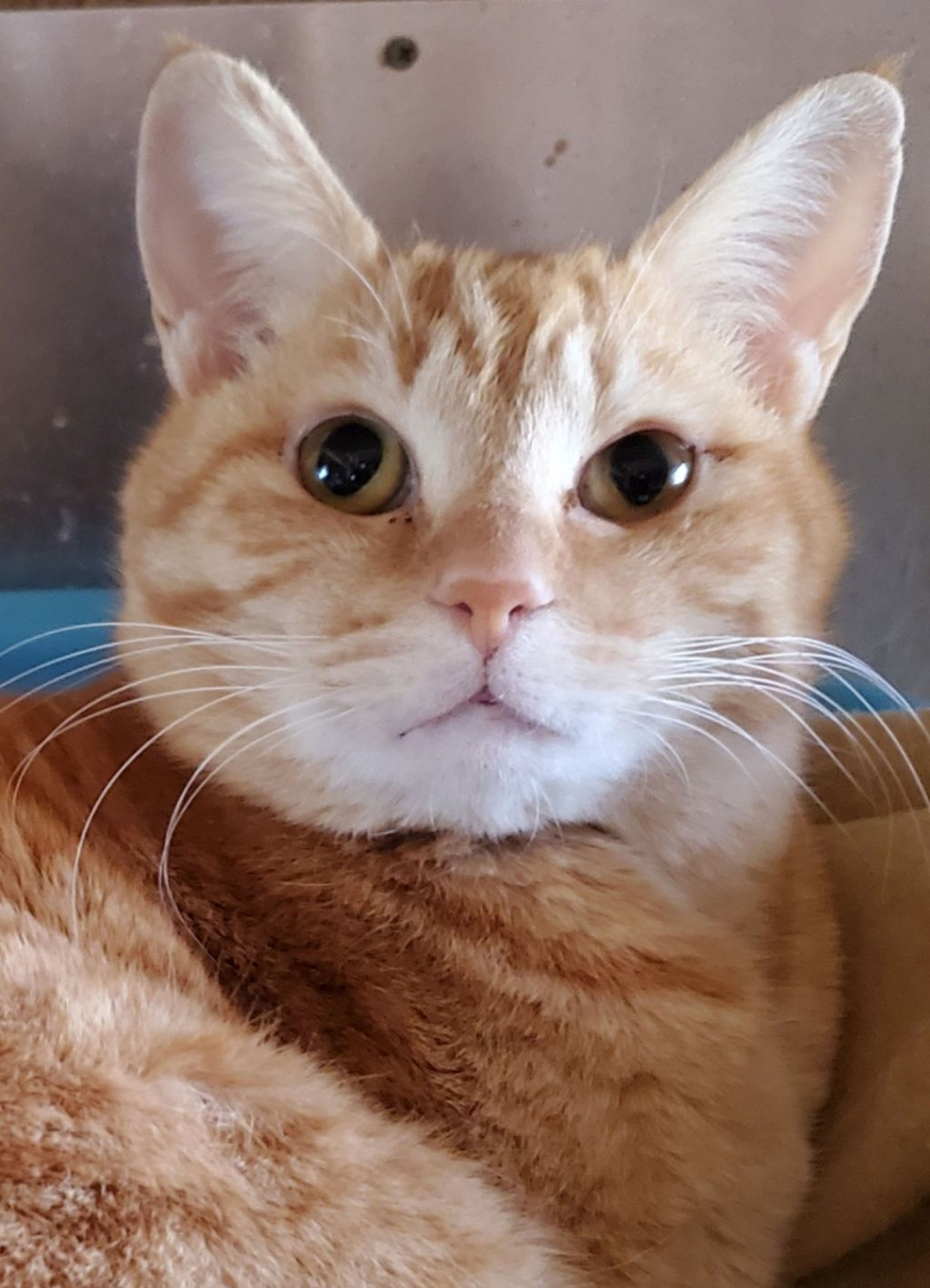 雑種（ミックス猫）・メスの里親募集の写真