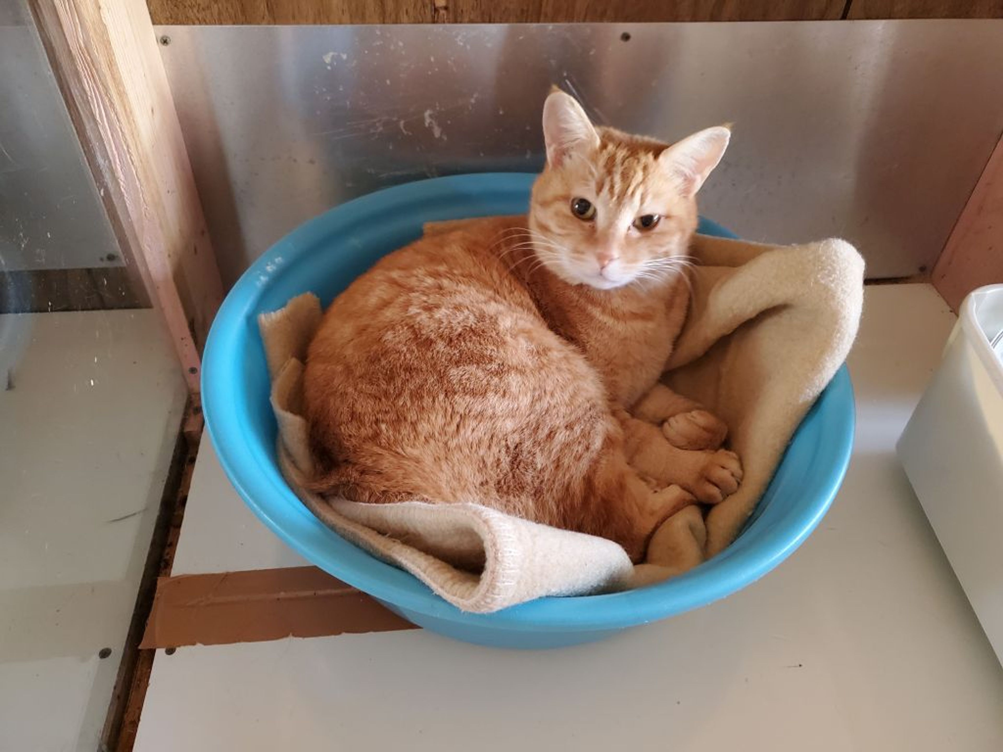 pet-image-2