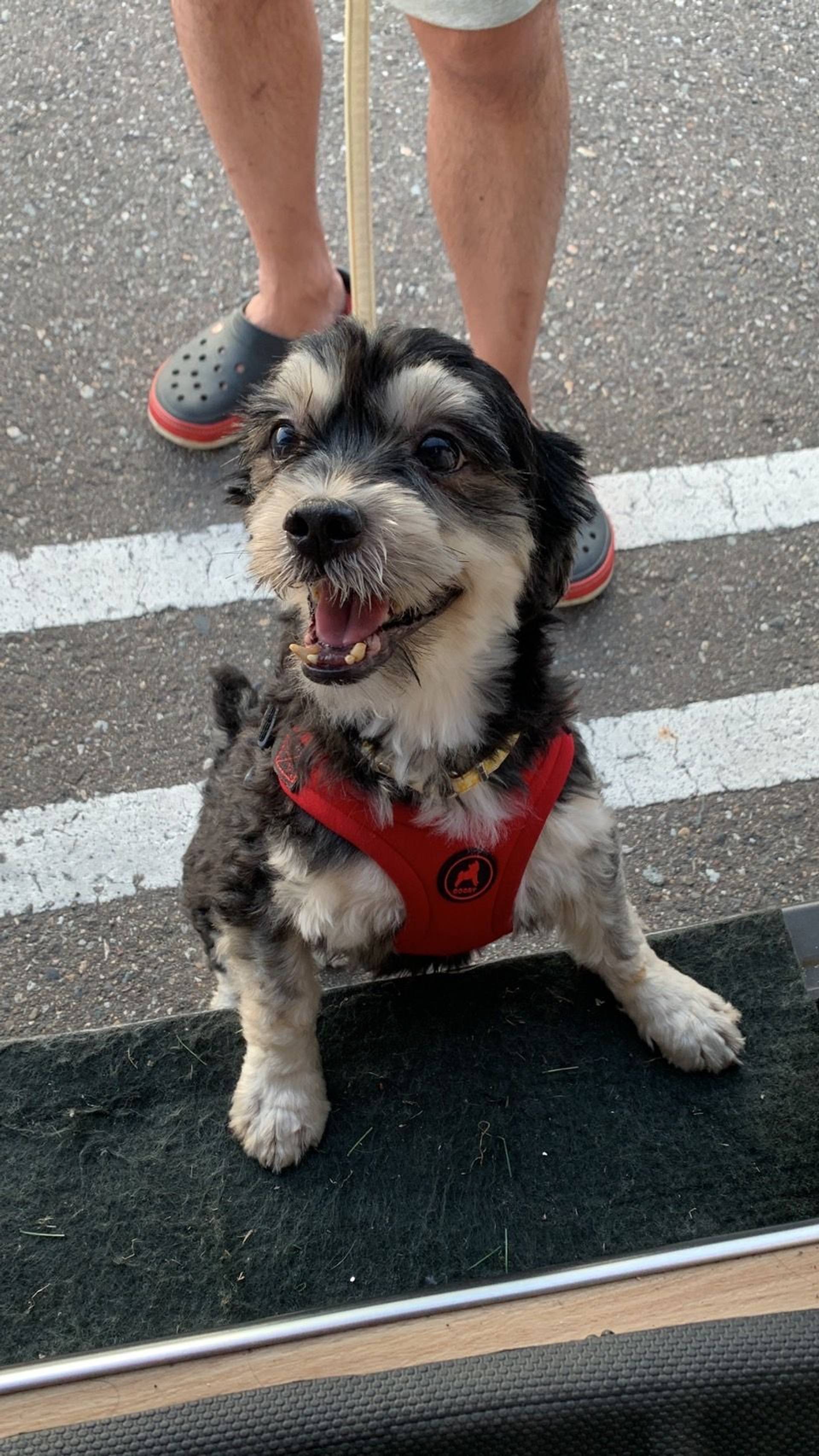 雑種（ミックス犬）・オスの里親募集の写真