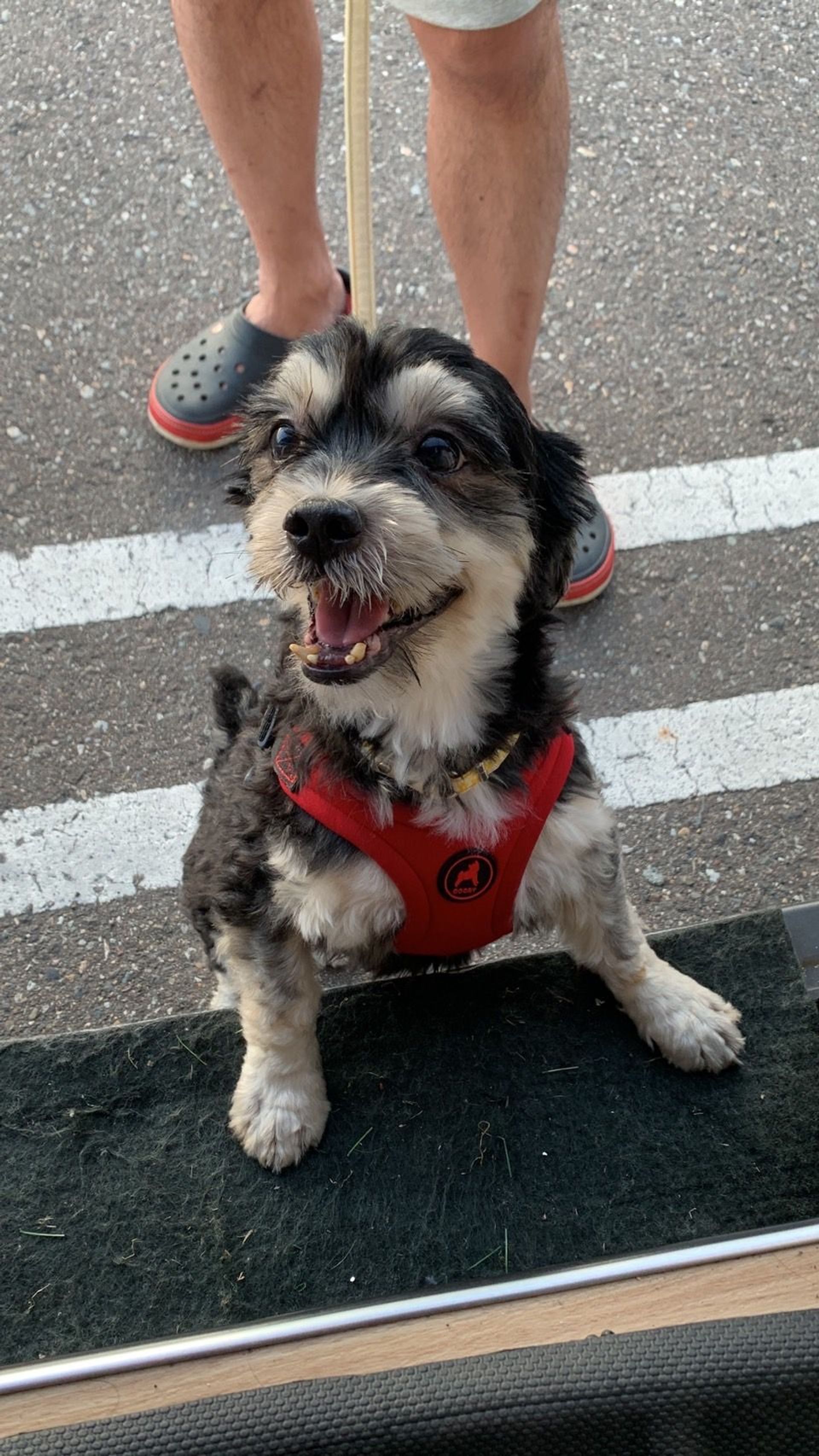 雑種（ミックス犬）・オスの里親募集の写真