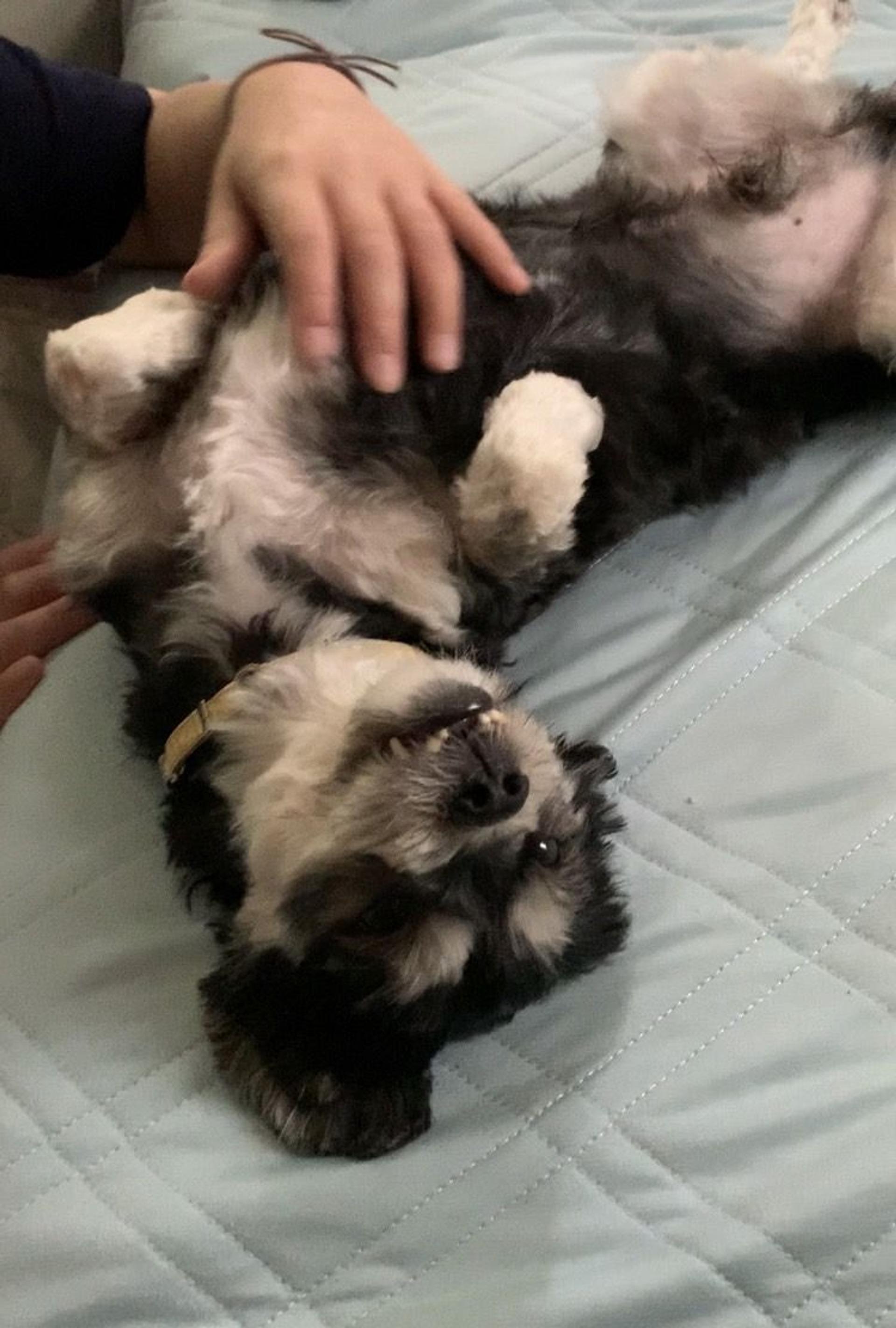pet-image-5