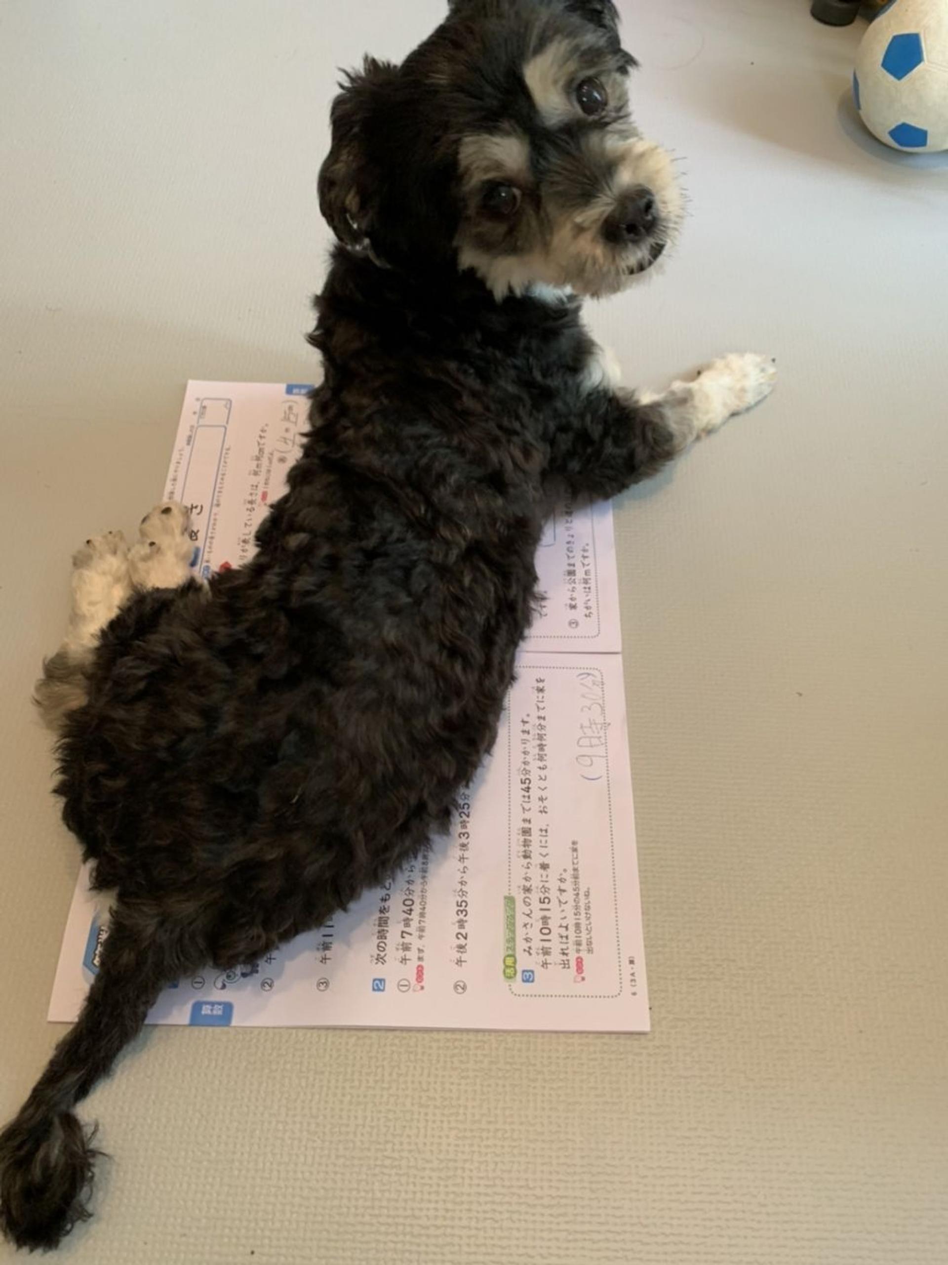 pet-image-7