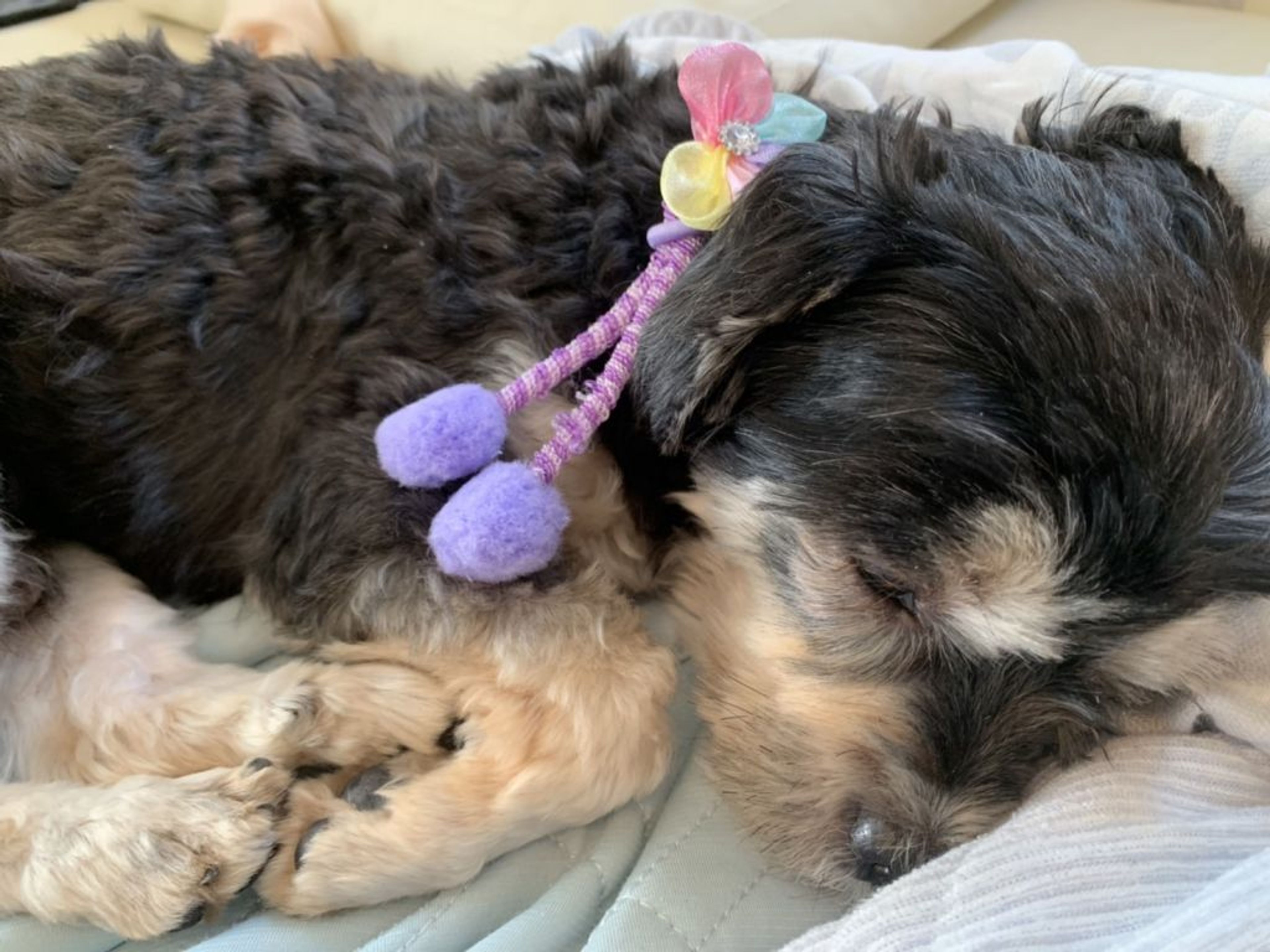 pet-image-8