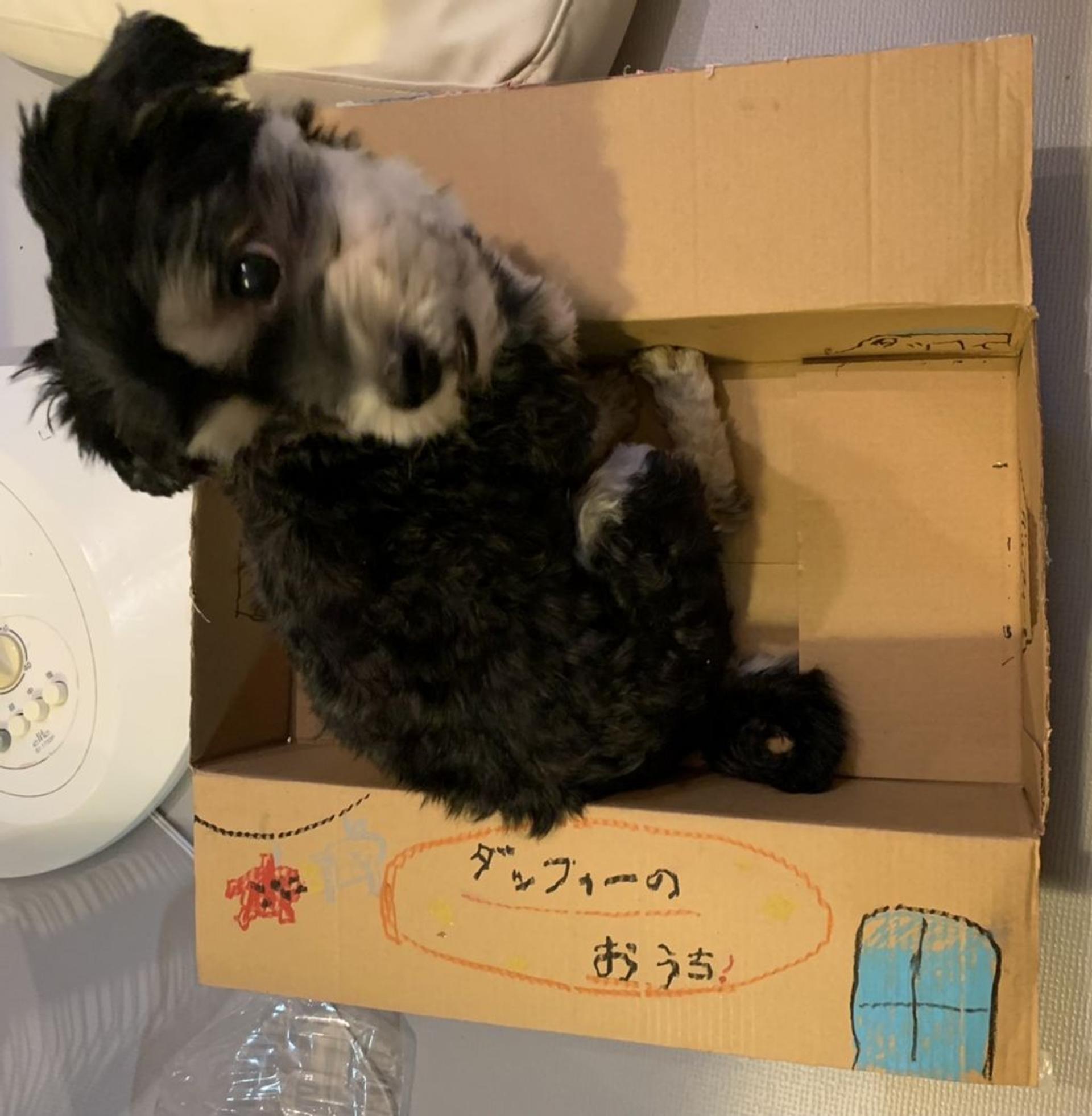 pet-image-9