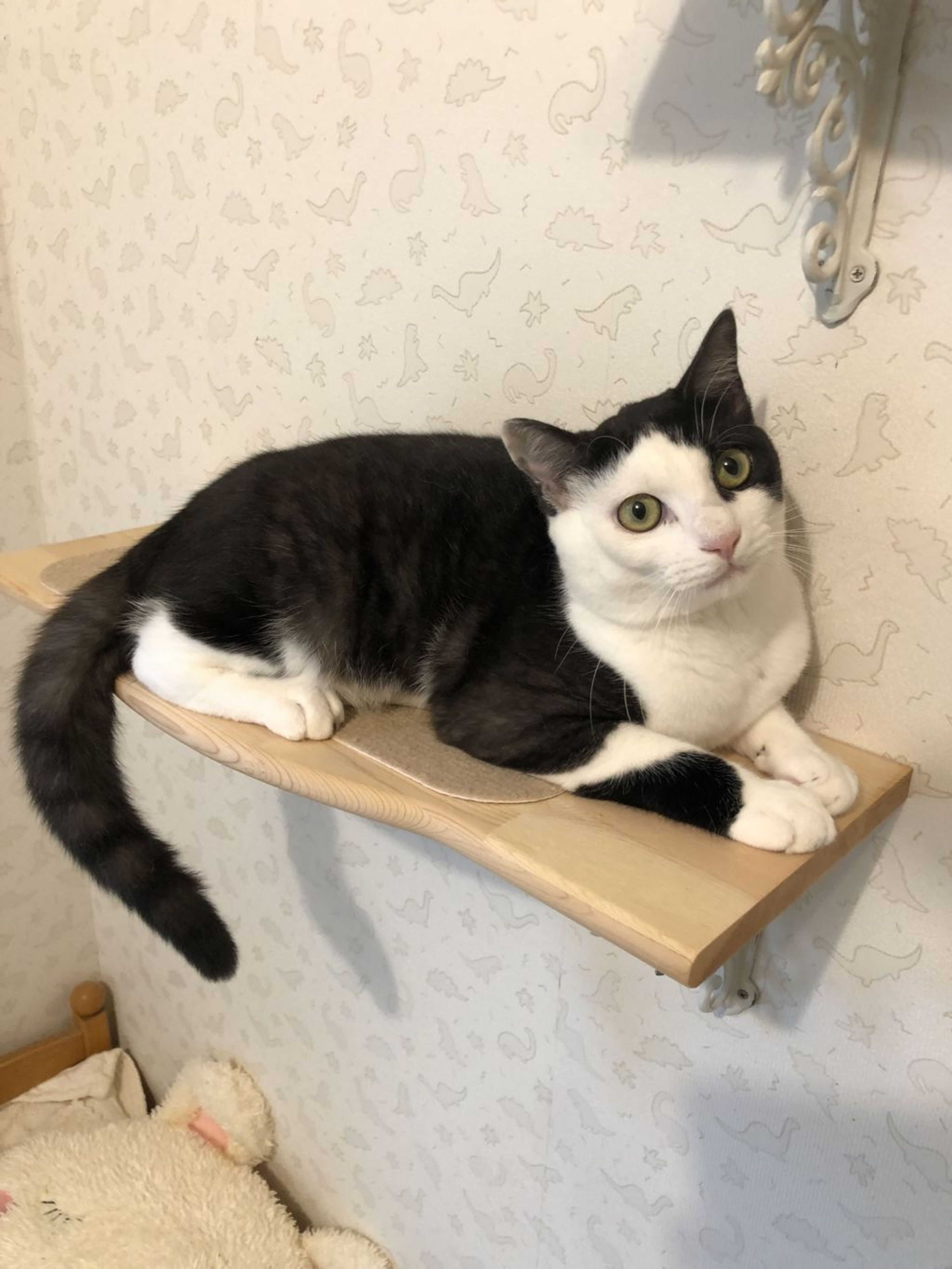 雑種（ミックス猫）・オスの里親募集の写真