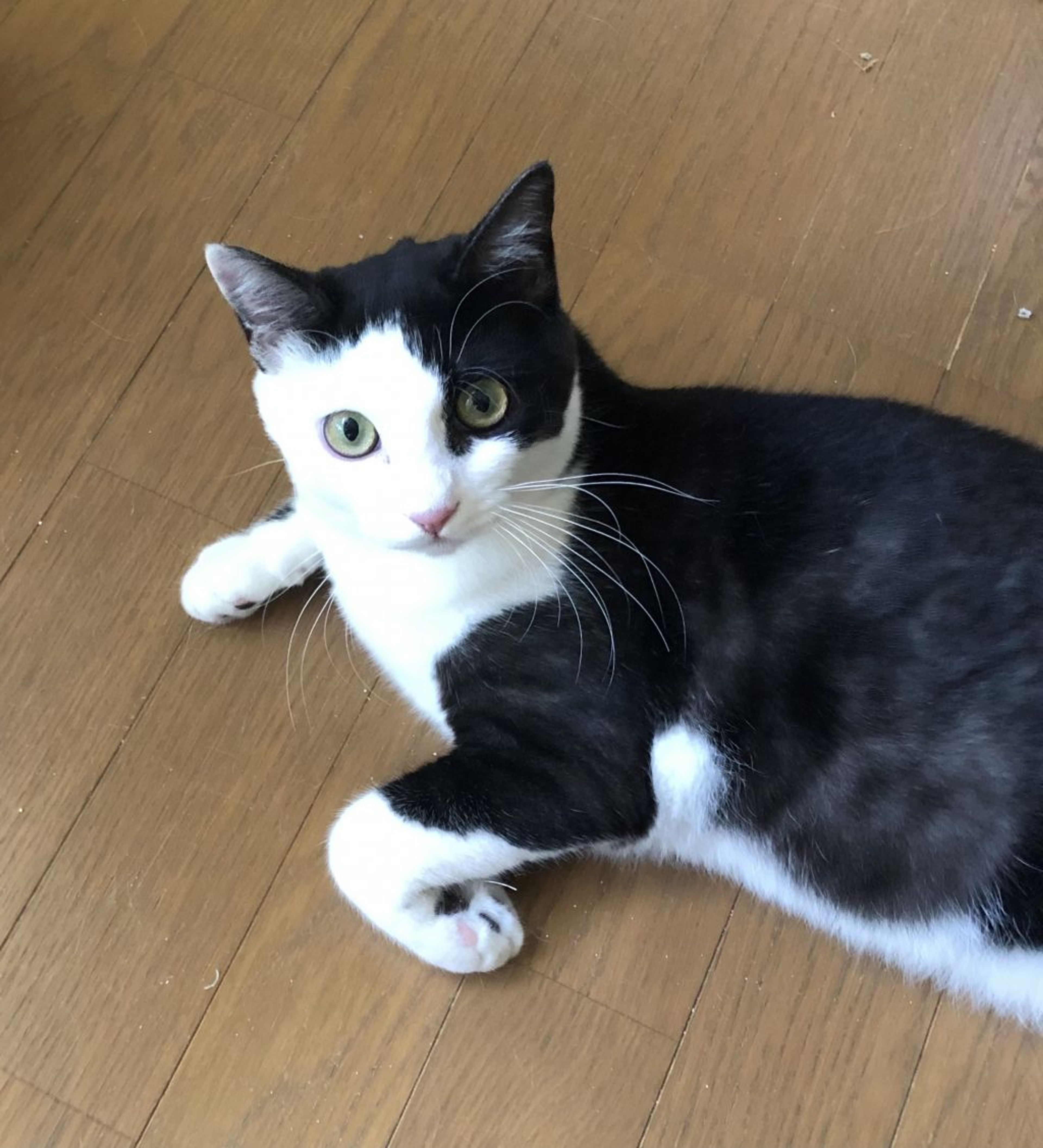 pet-image-2