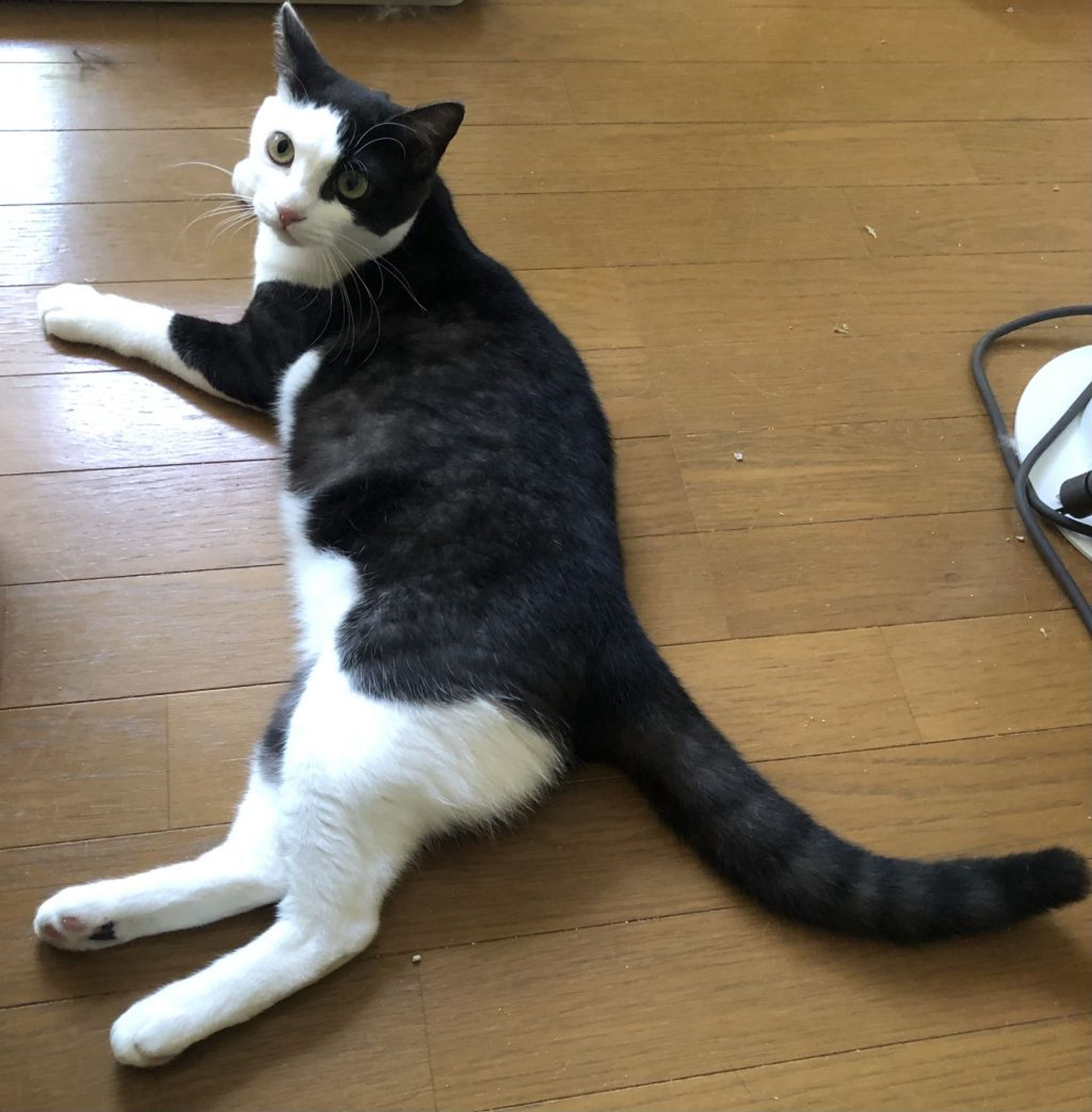 pet-image-3