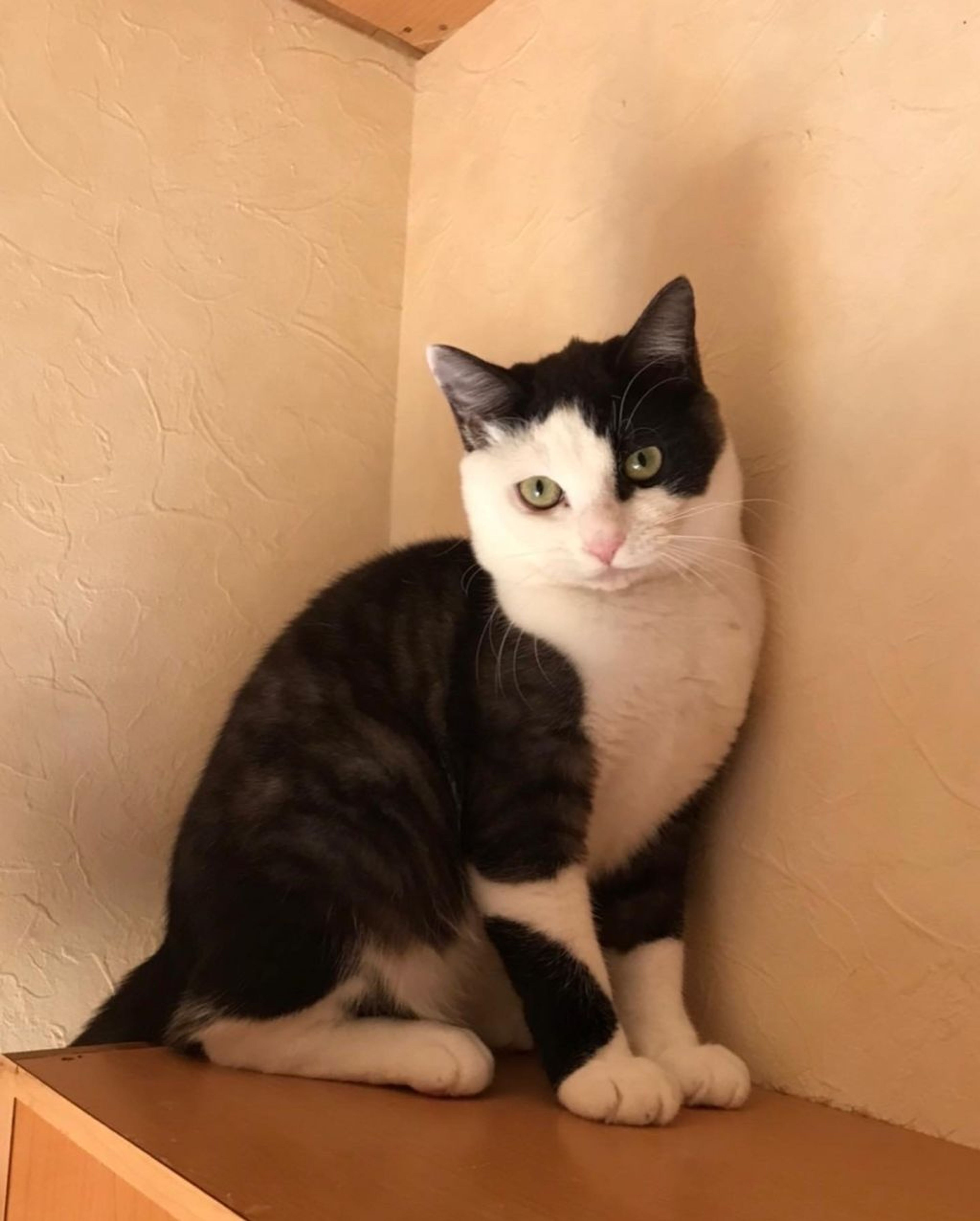 pet-image-4
