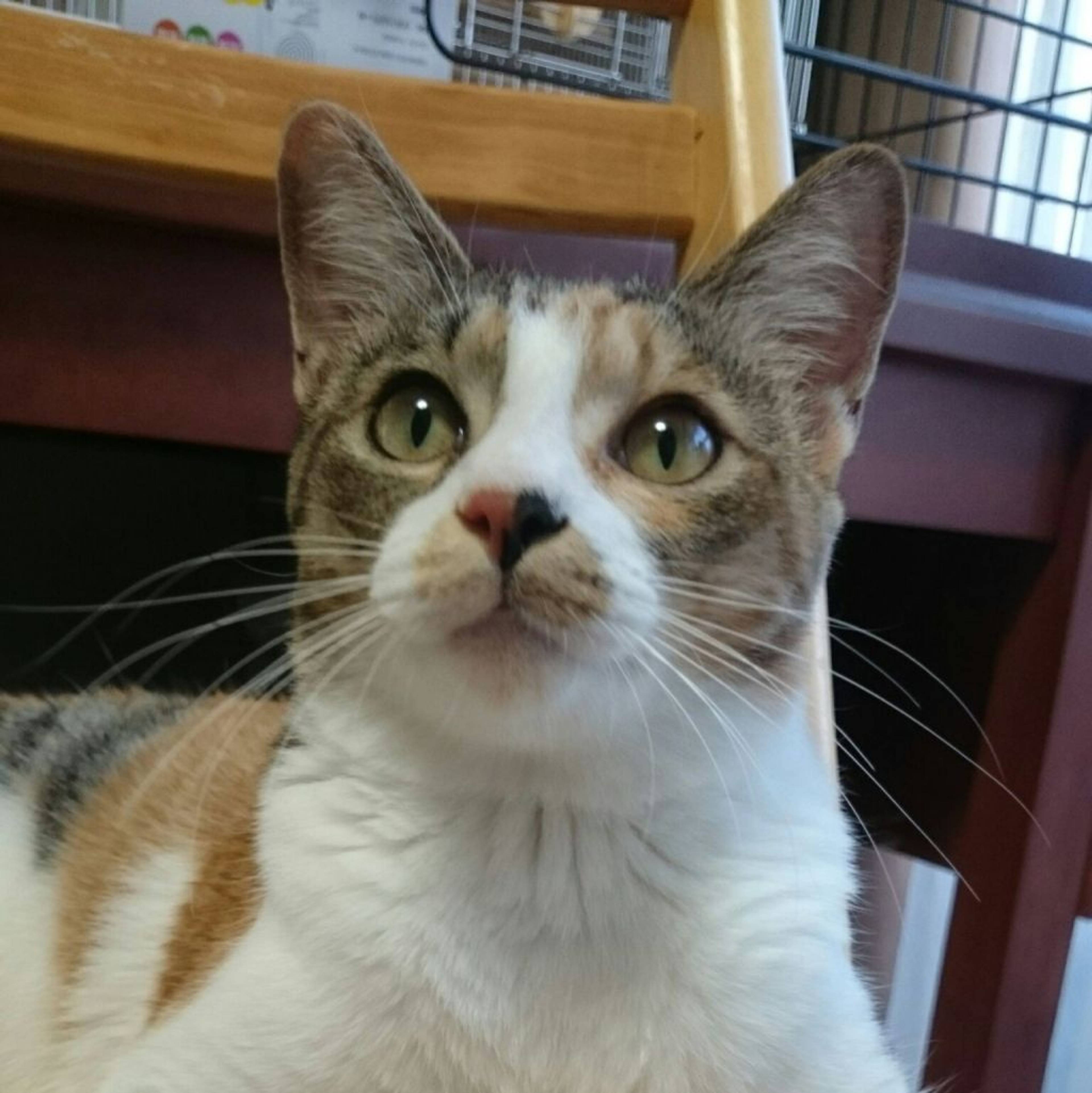 雑種（ミックス猫）・メスの里親募集の写真