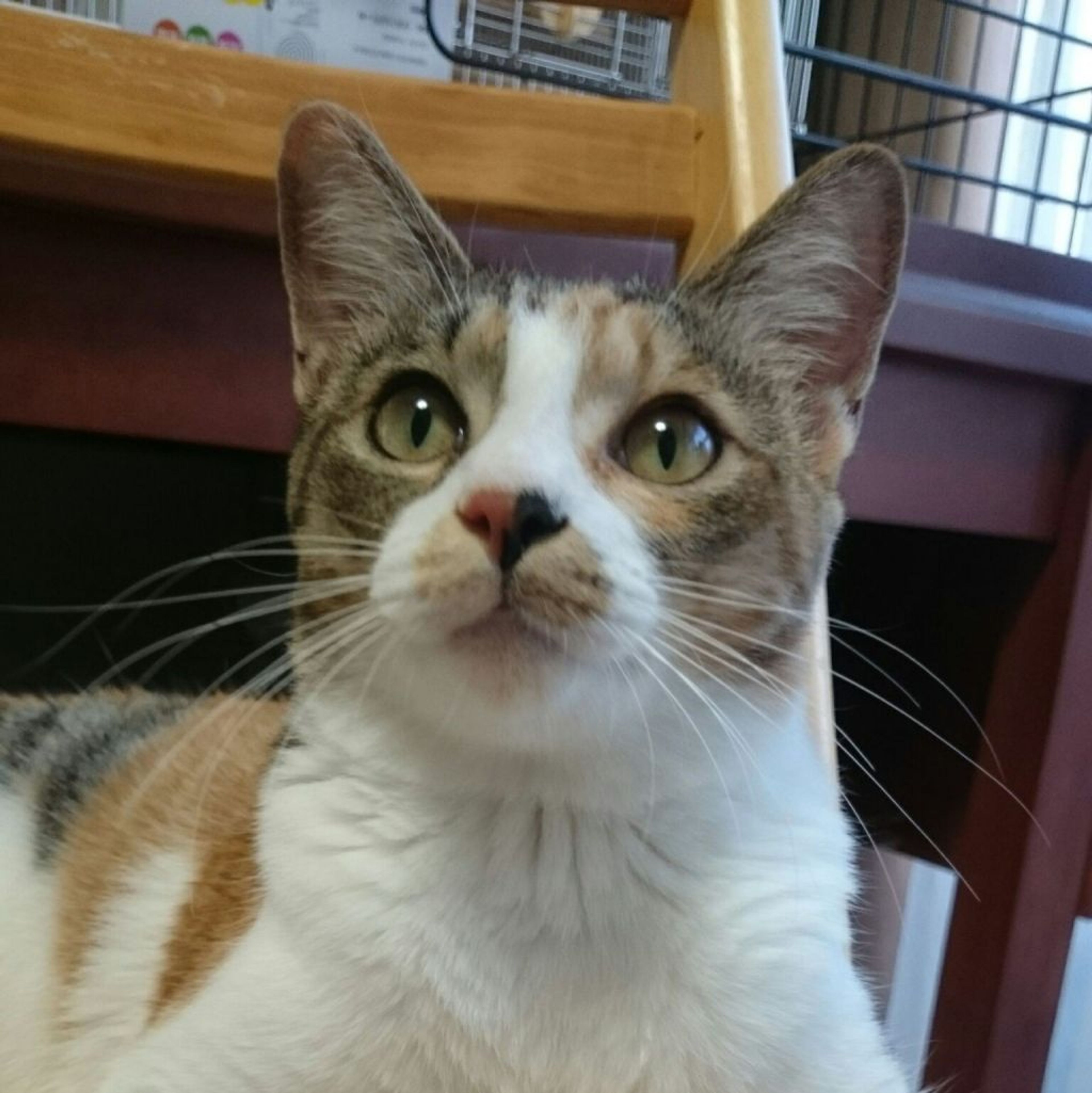 雑種（ミックス猫）・メスの里親募集の写真