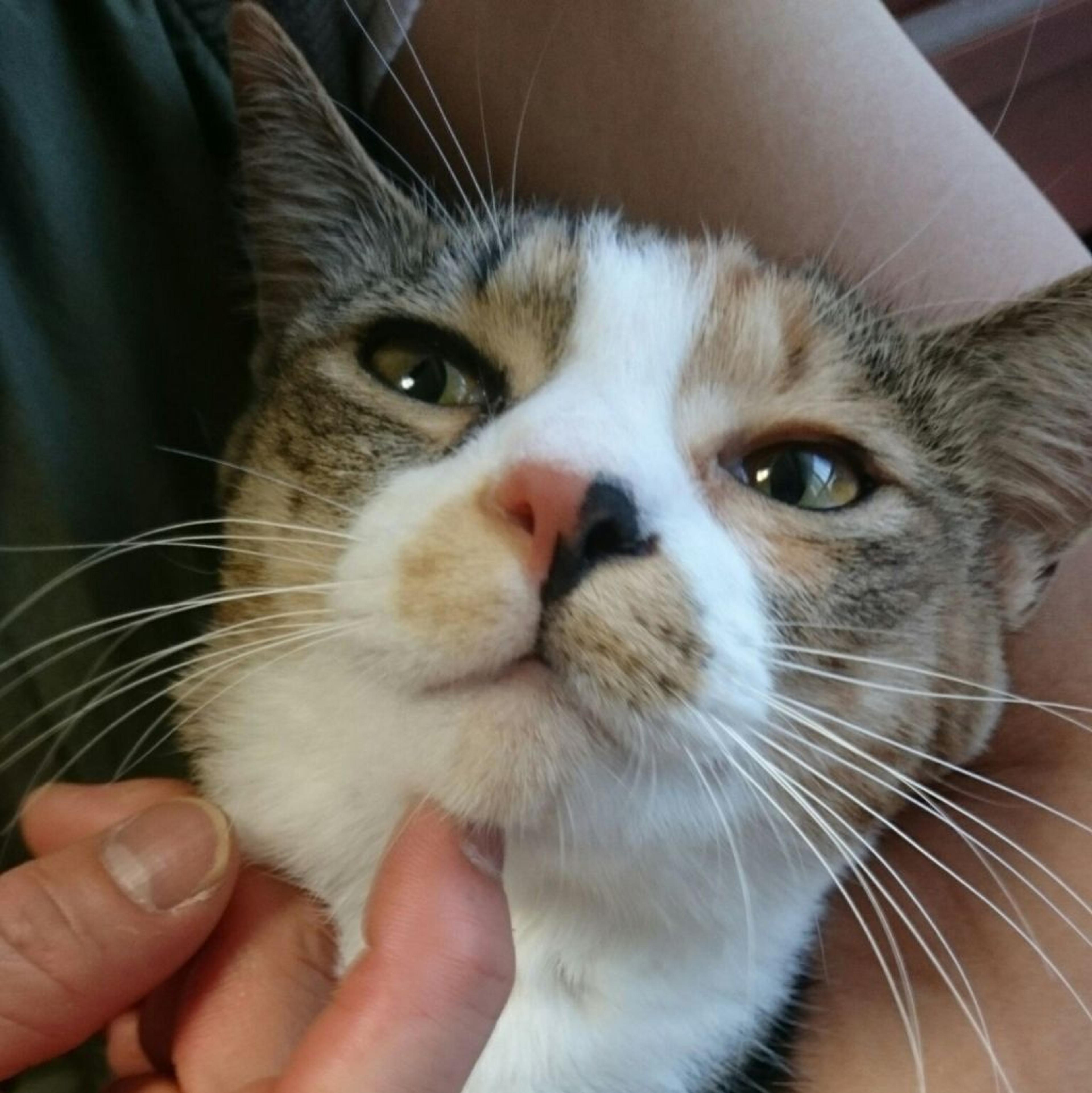 pet-image-2