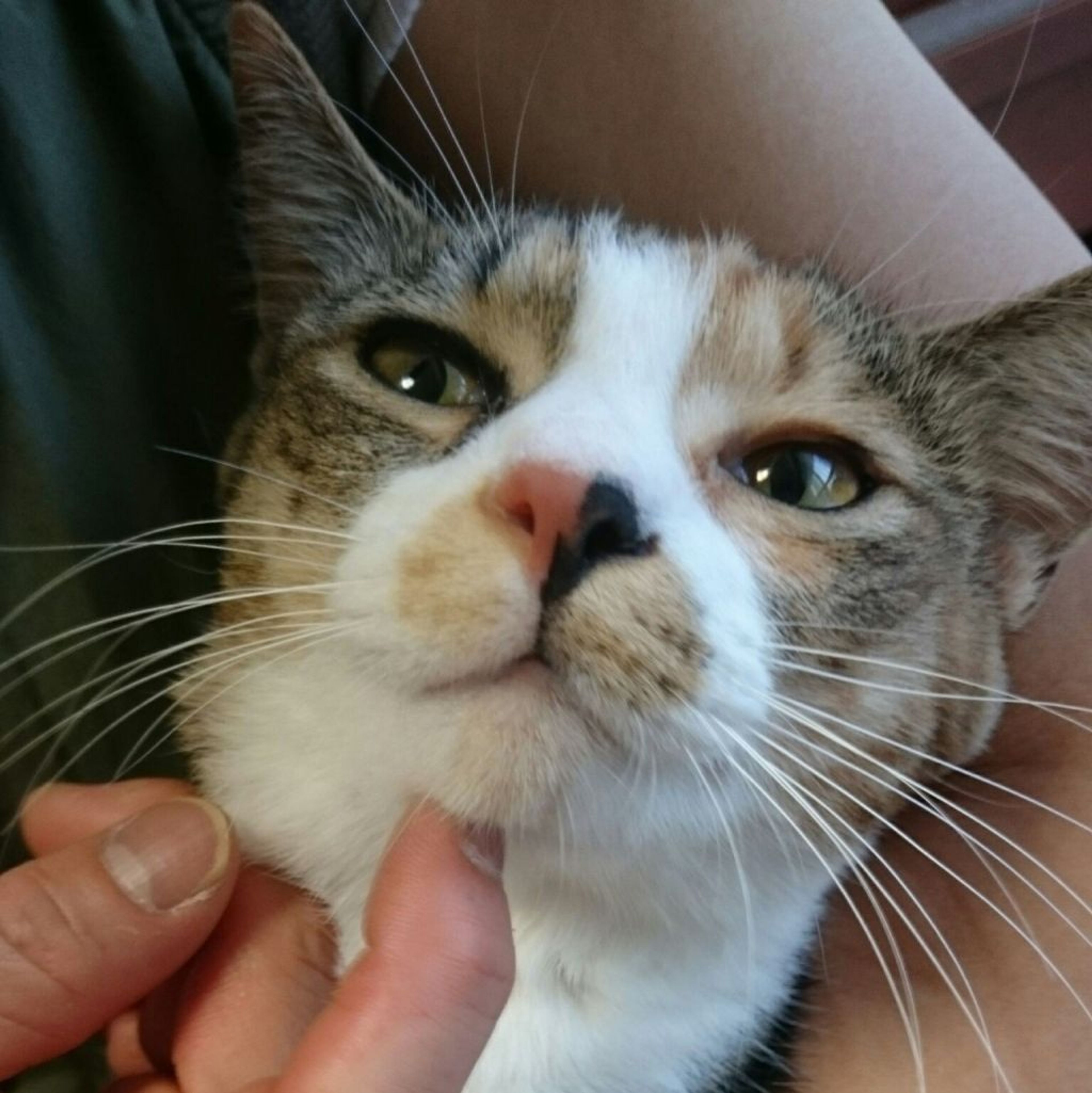 pet-image-2