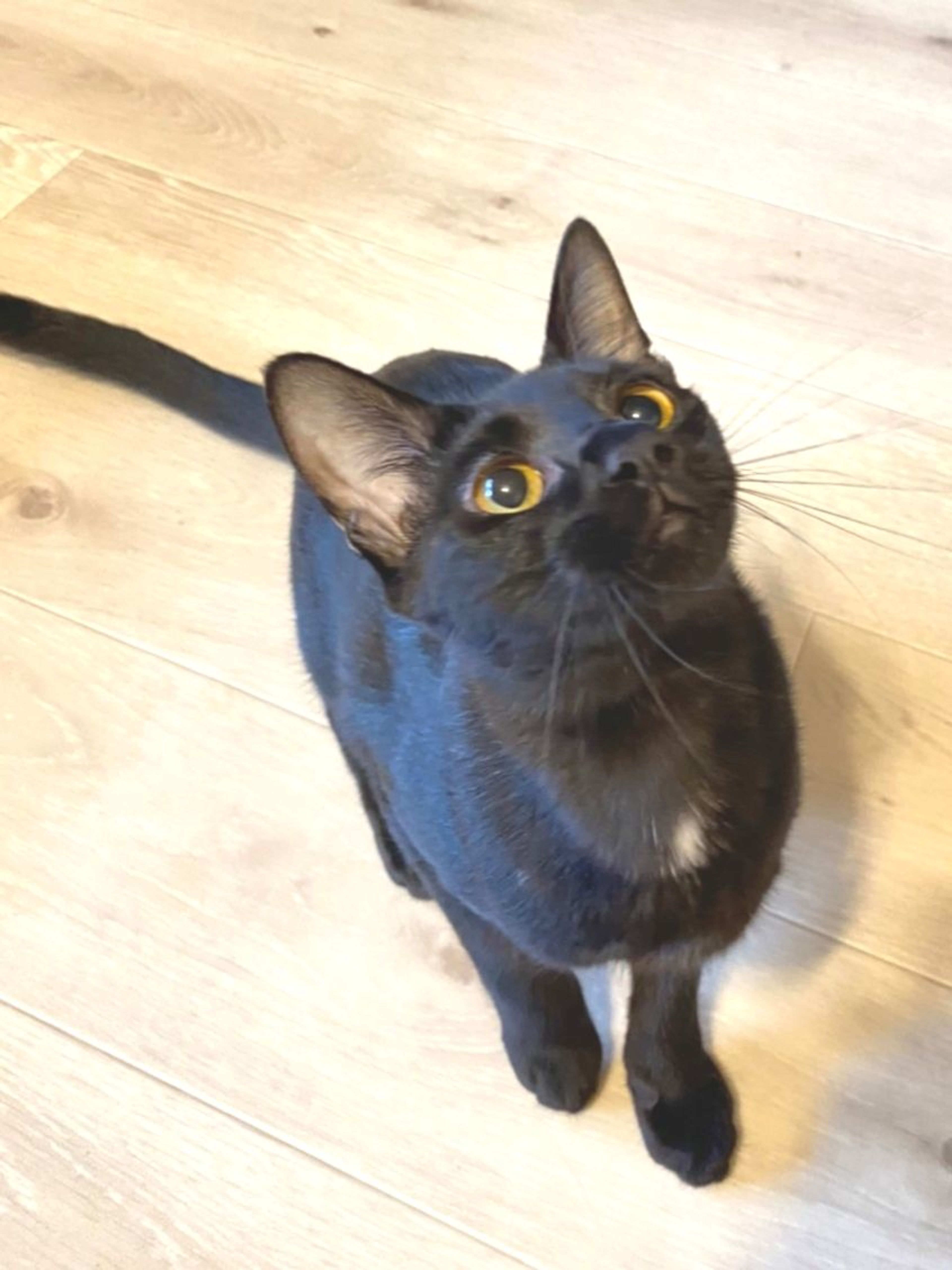 pet-image-5