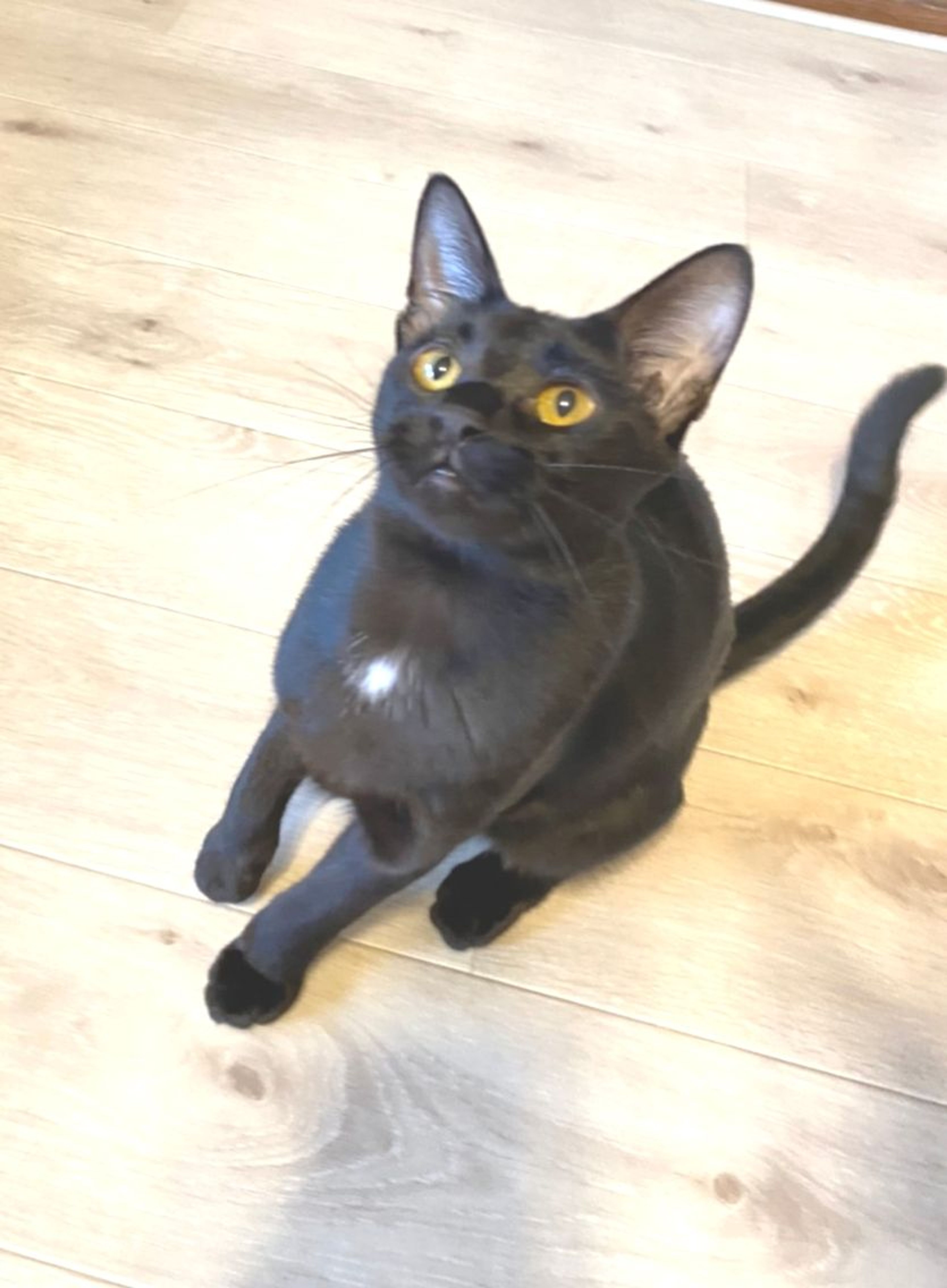 pet-image-6
