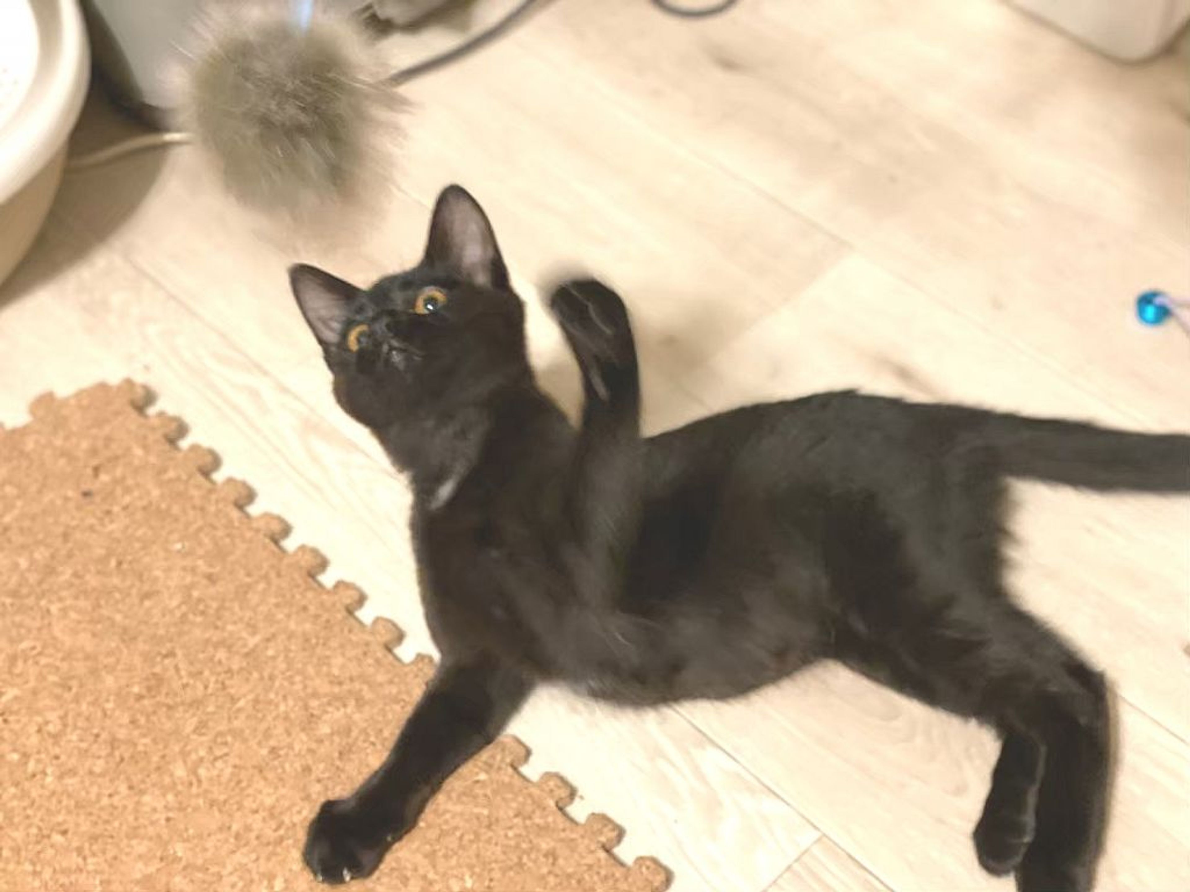 pet-image-7