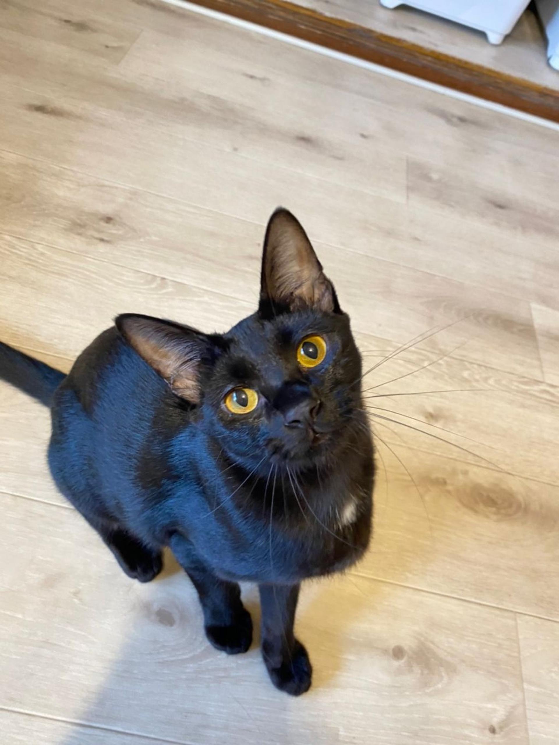 pet-image-9