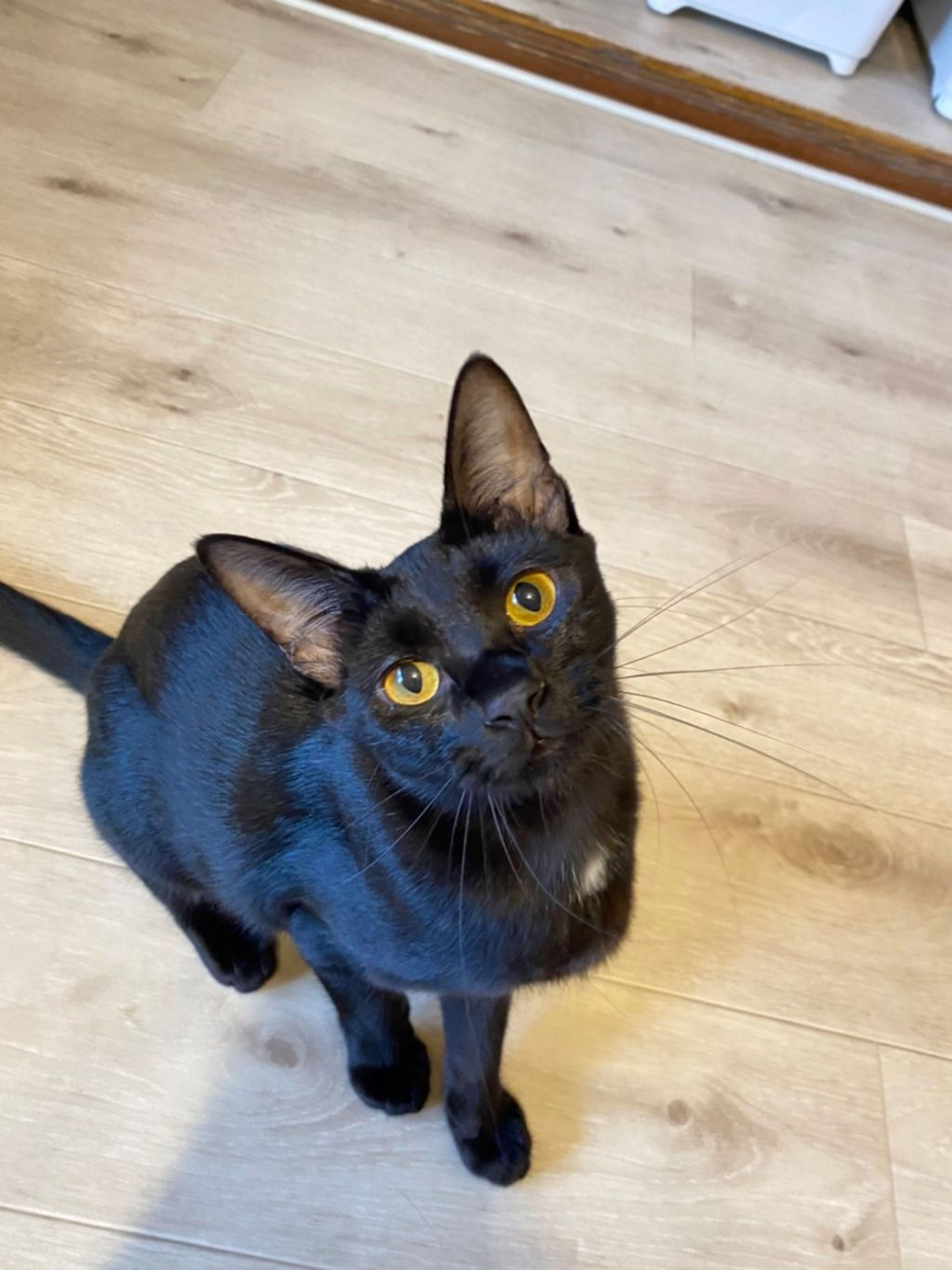 pet-image-9