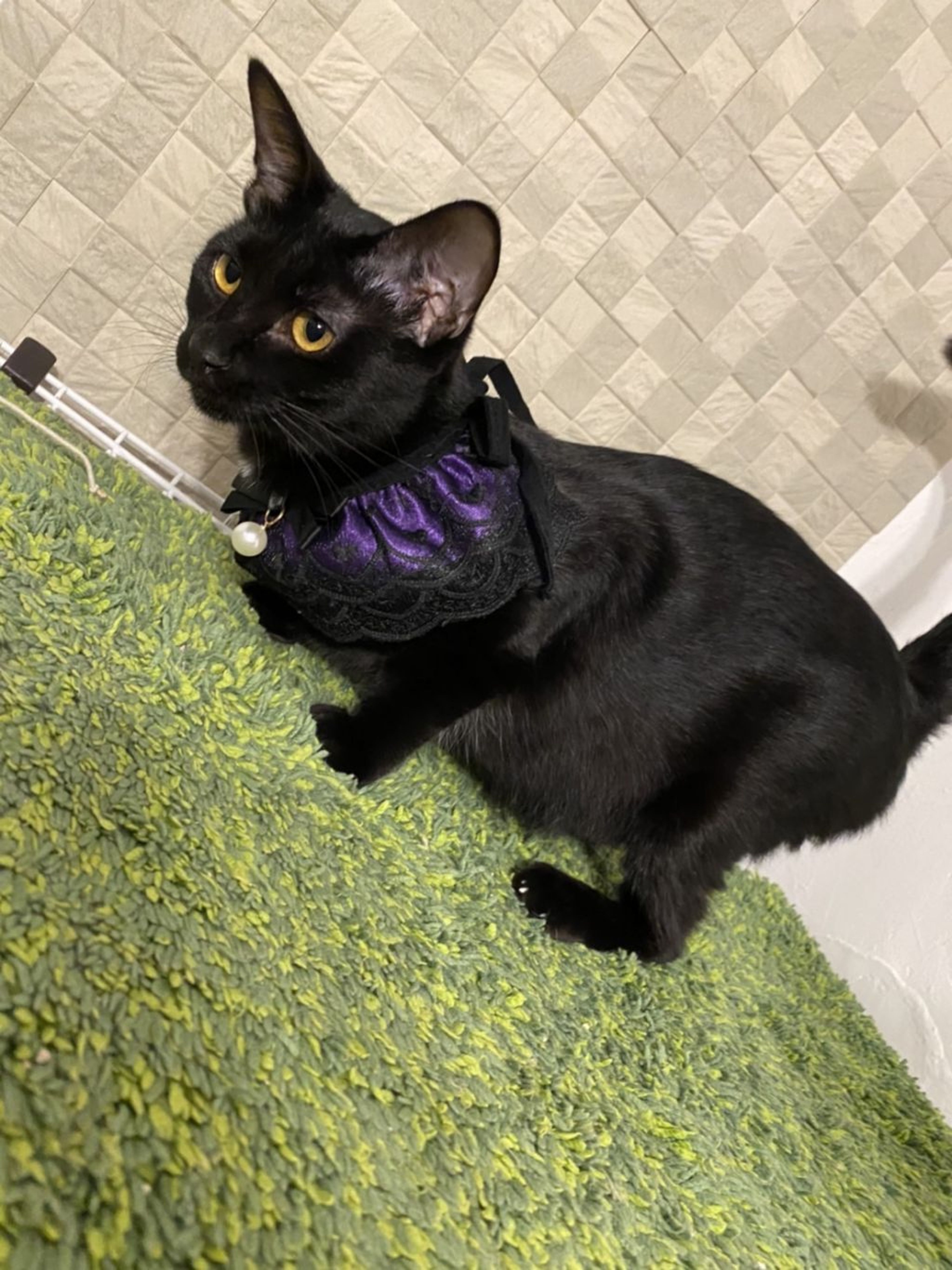 pet-image-3