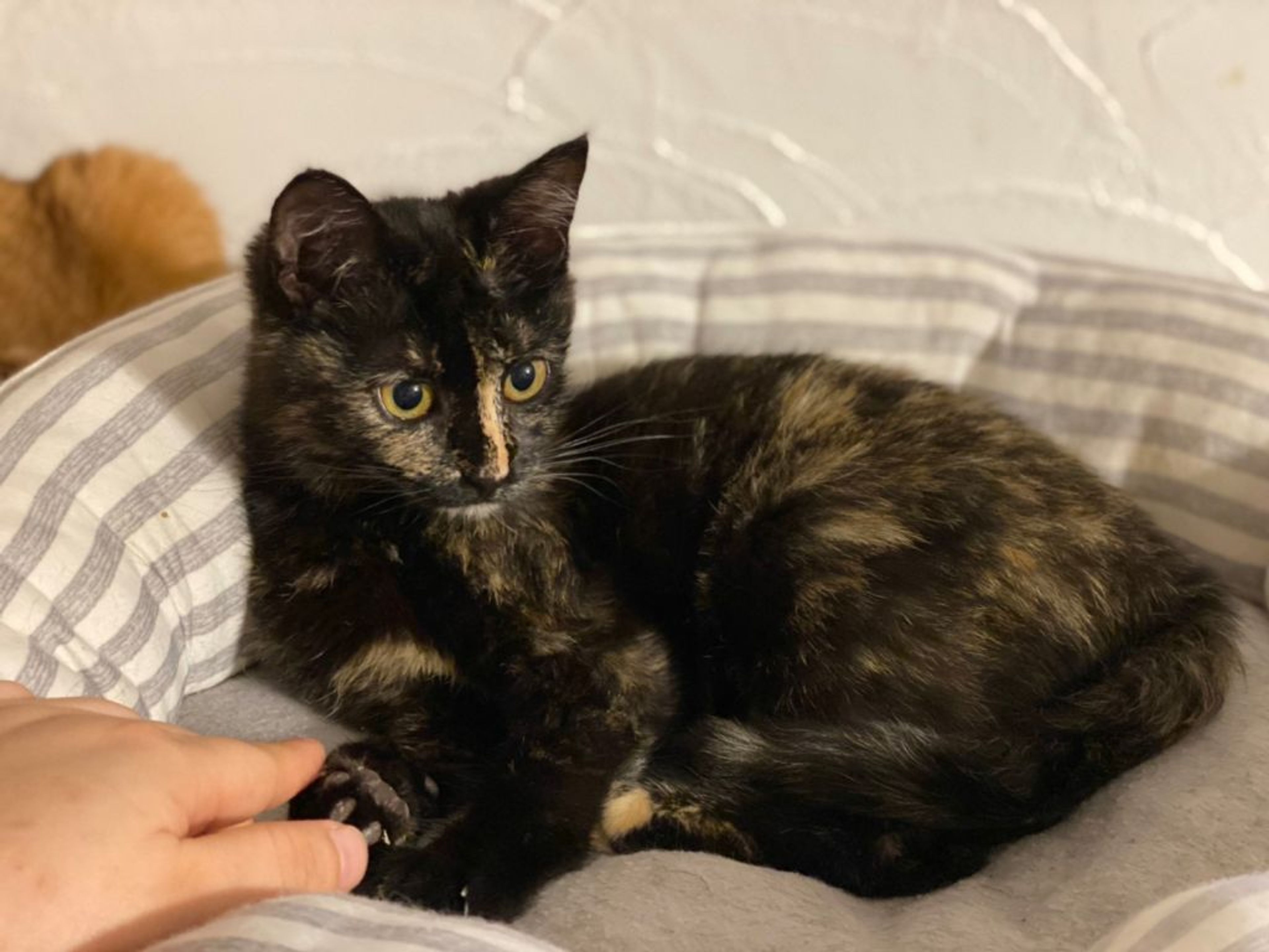 雑種（ミックス猫）・メスの里親募集の写真