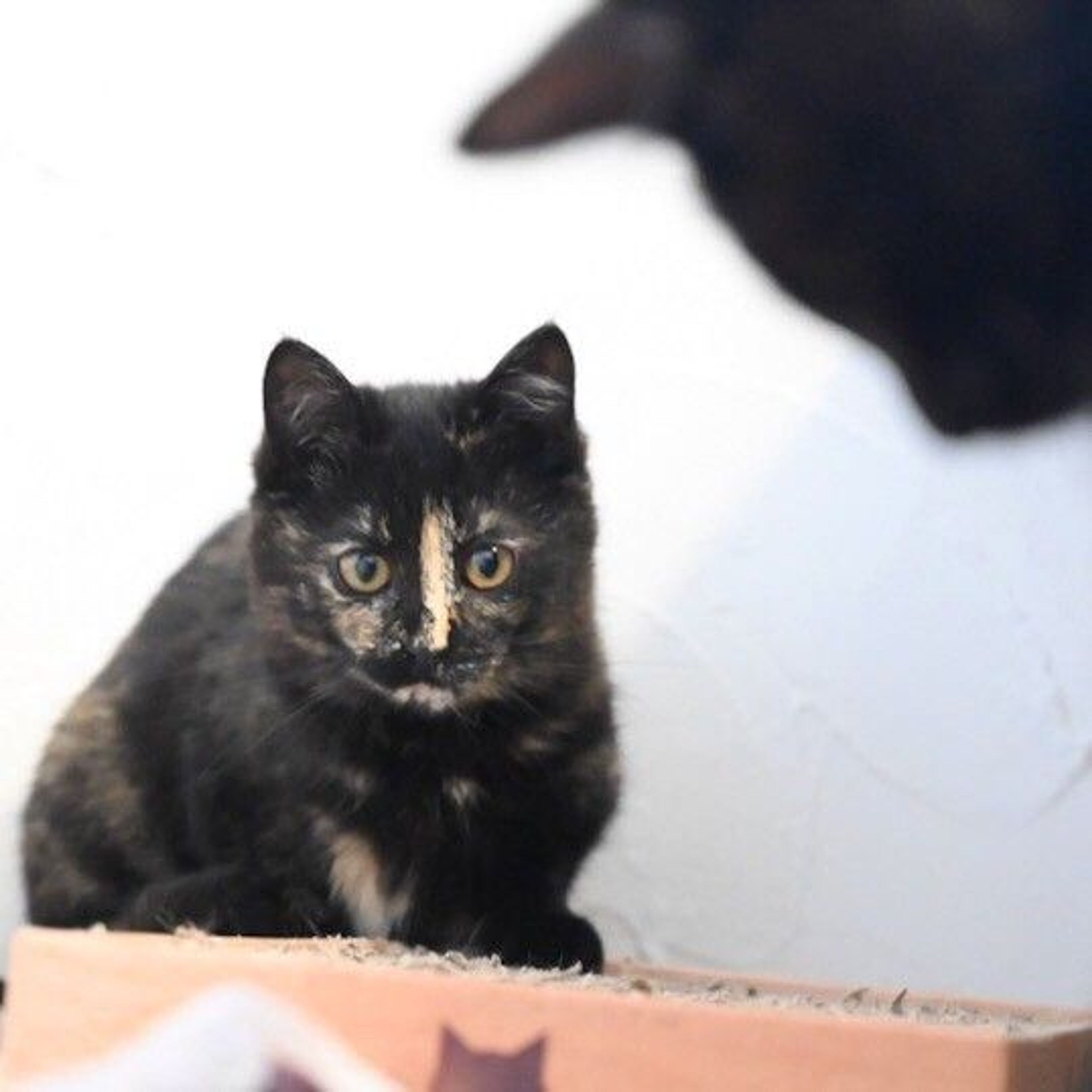 pet-image-4