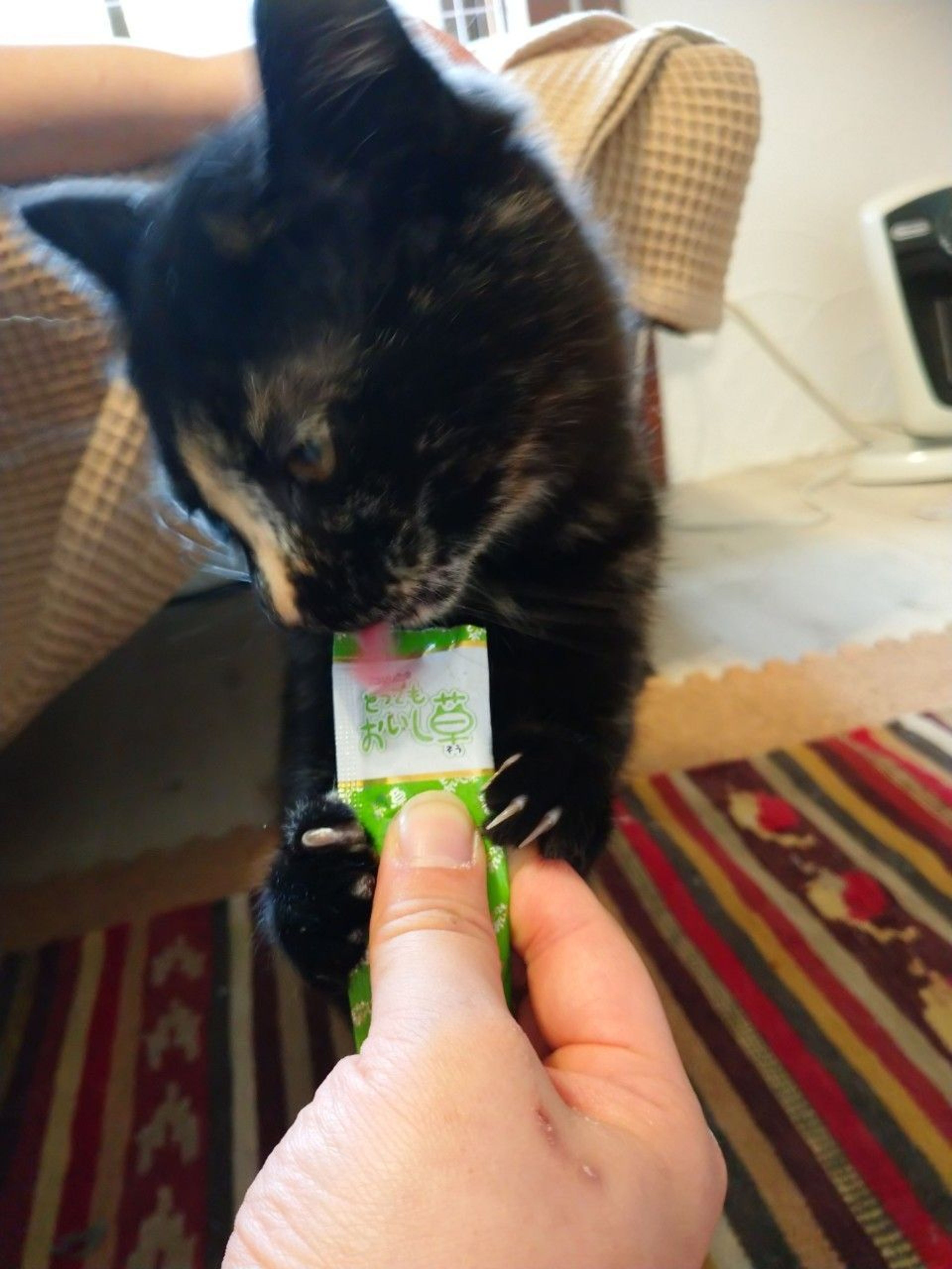 pet-image-5