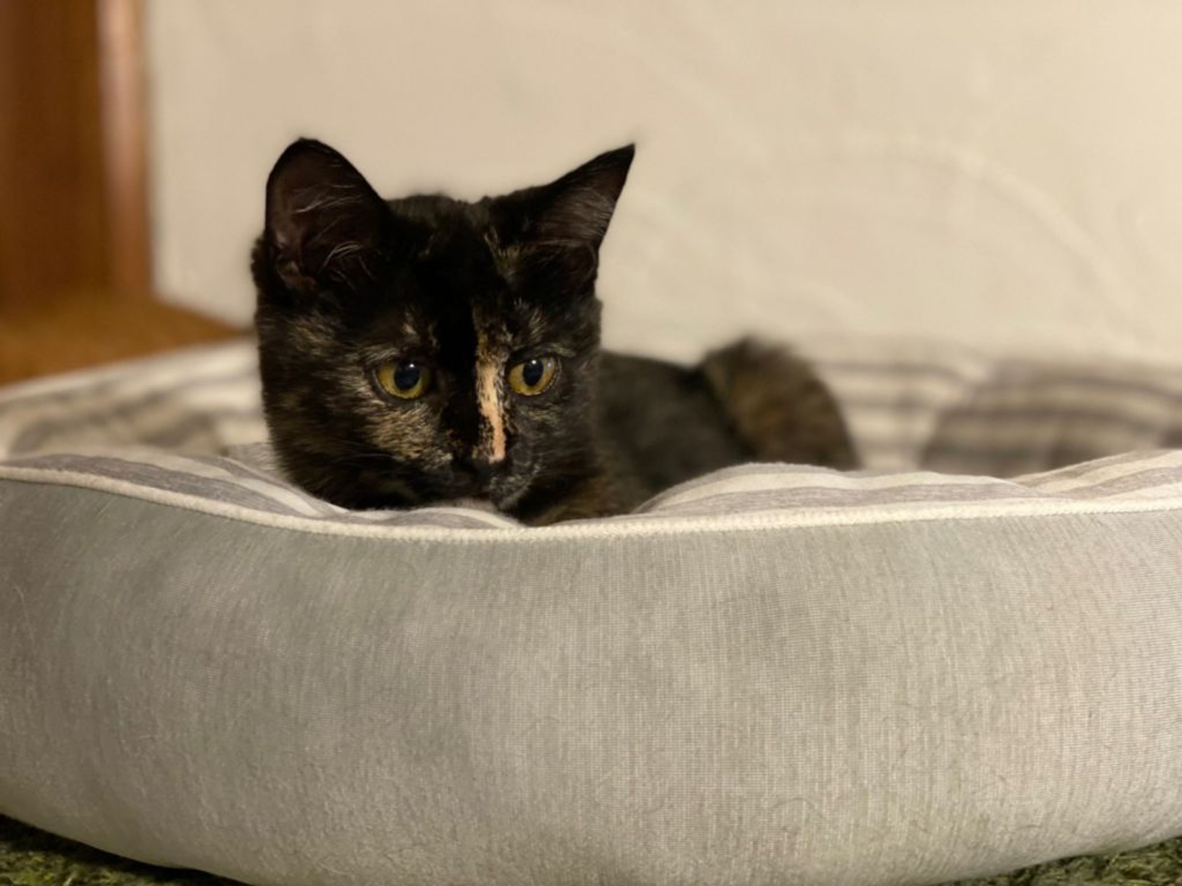 pet-image-7