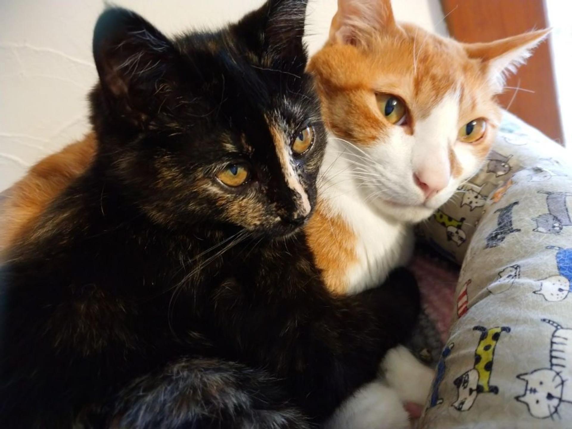 pet-image-8
