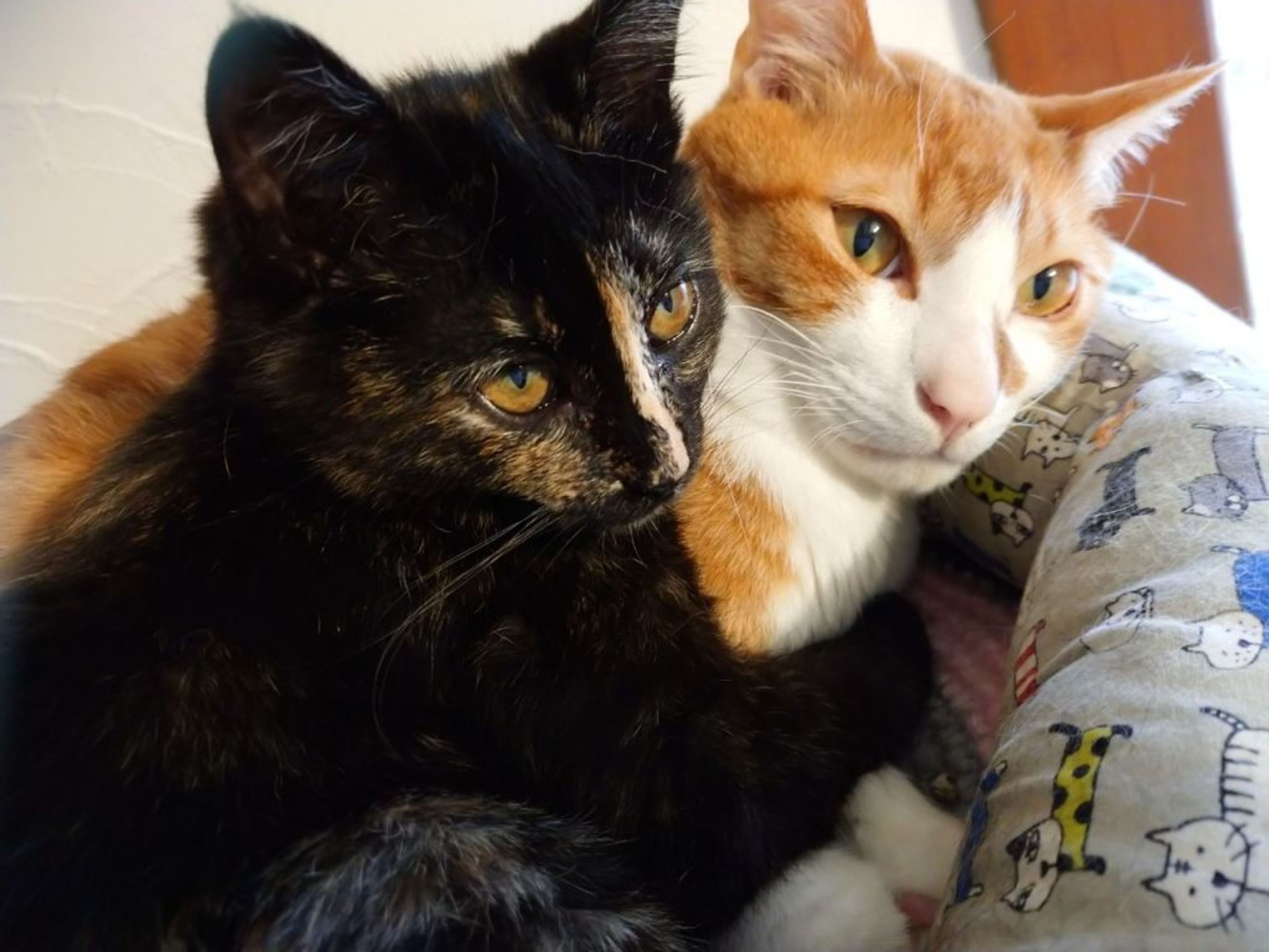pet-image-8