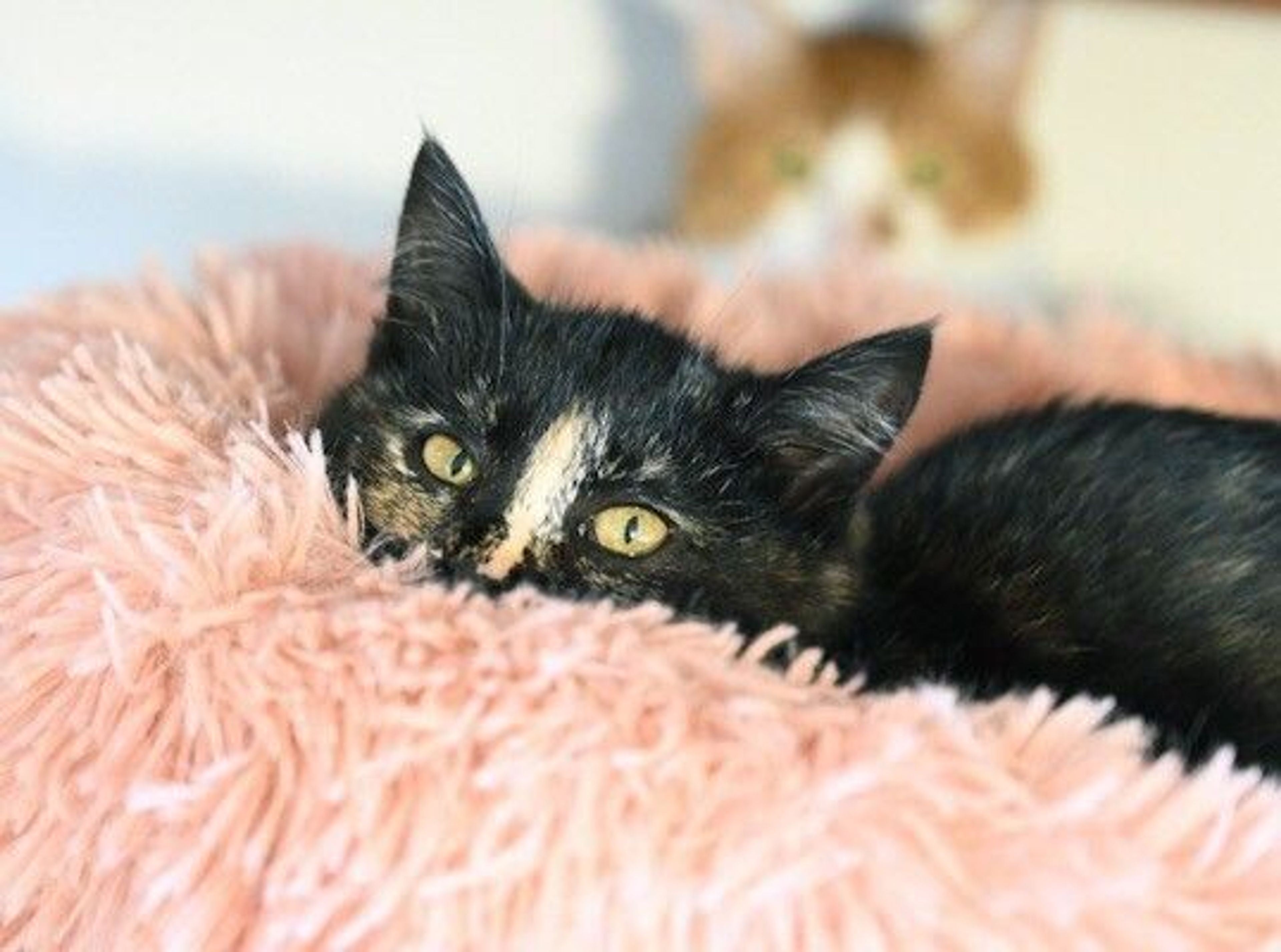 pet-image-9