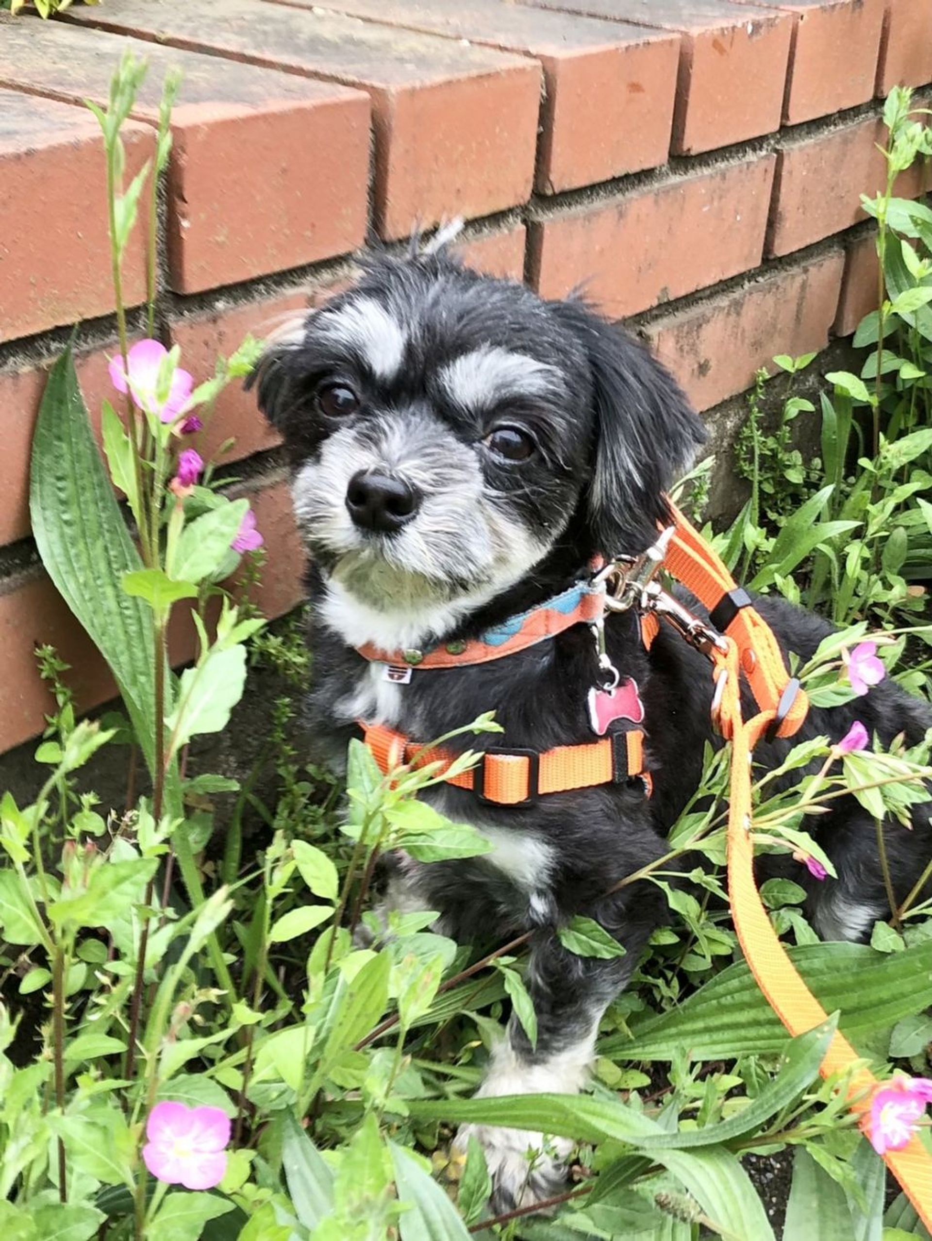 雑種（ミックス犬）・メスの里親募集の写真