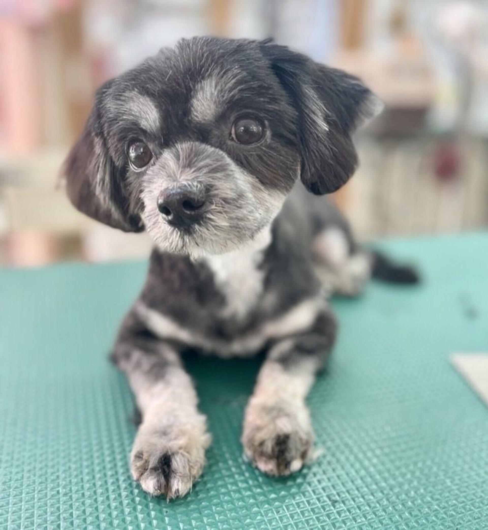 pet-image-3