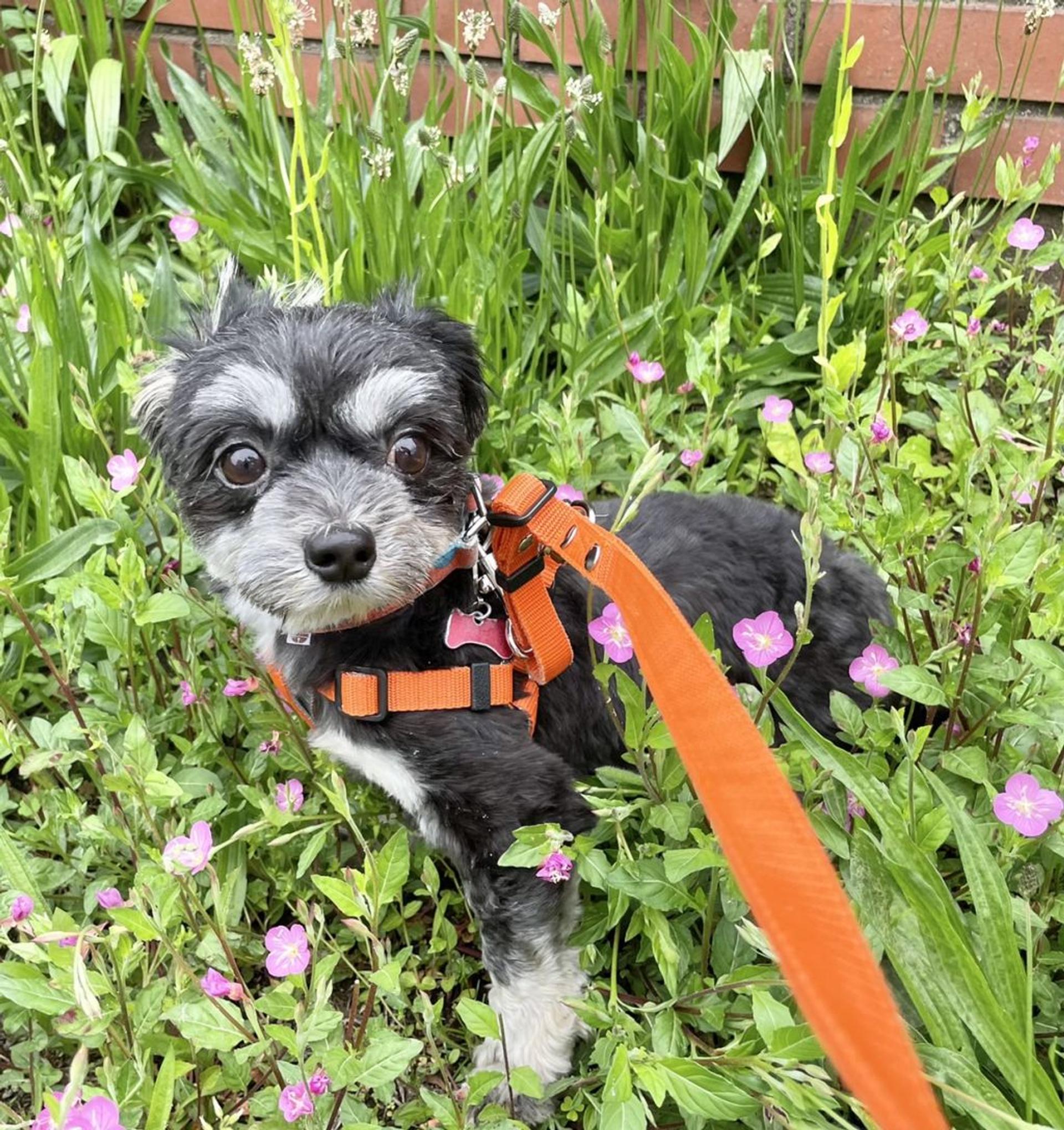 pet-image-5