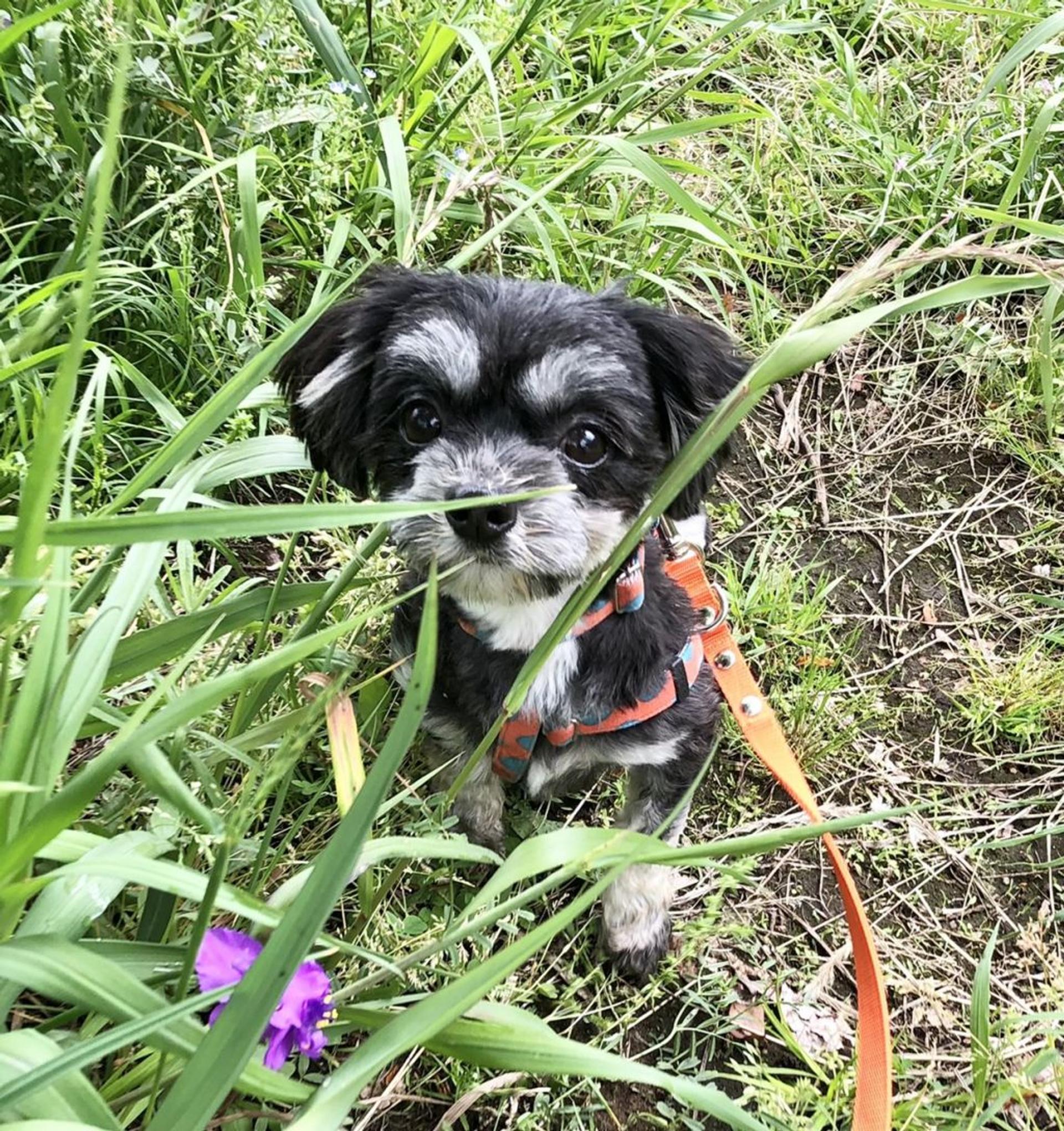 pet-image-6