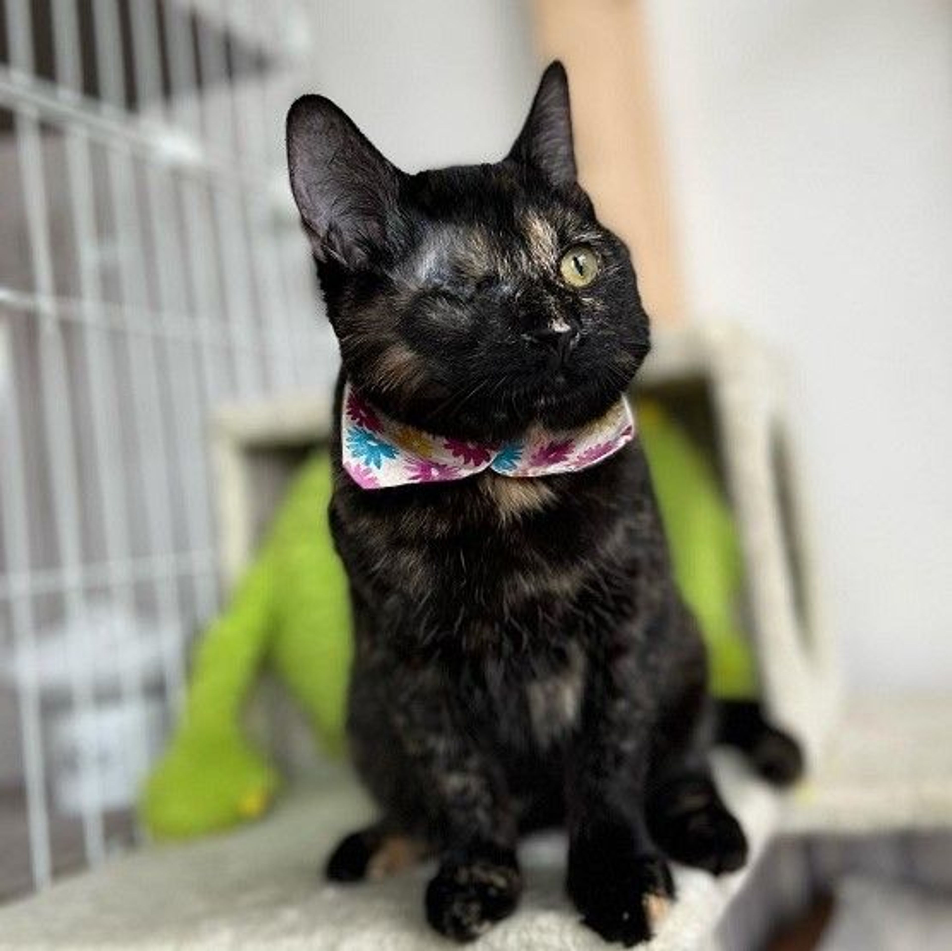 雑種（ミックス猫）・メスの里親募集の写真