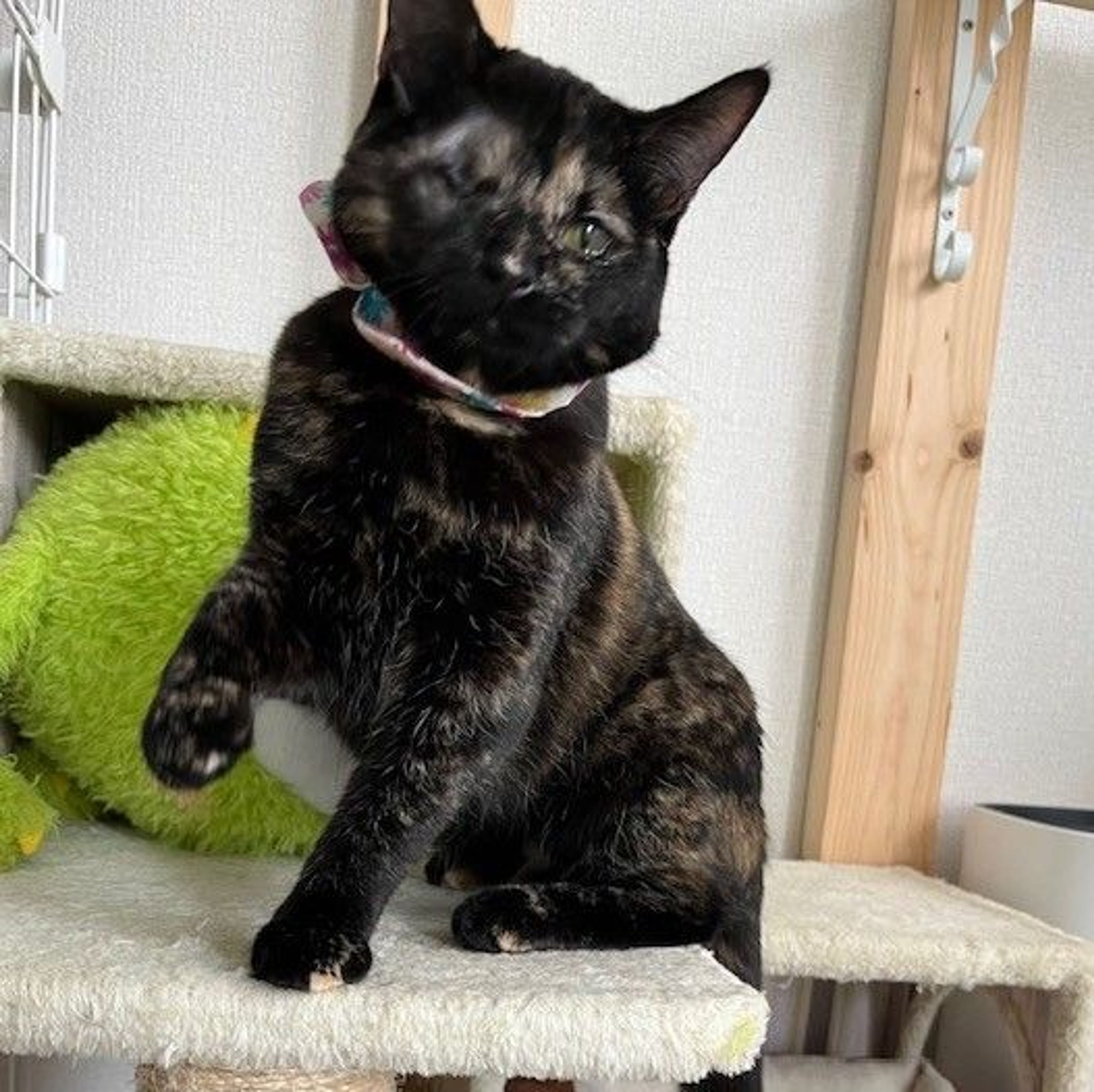 pet-image-3