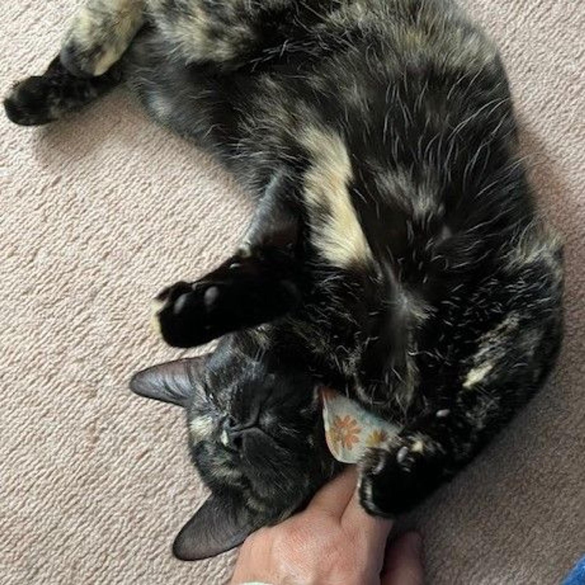 pet-image-4