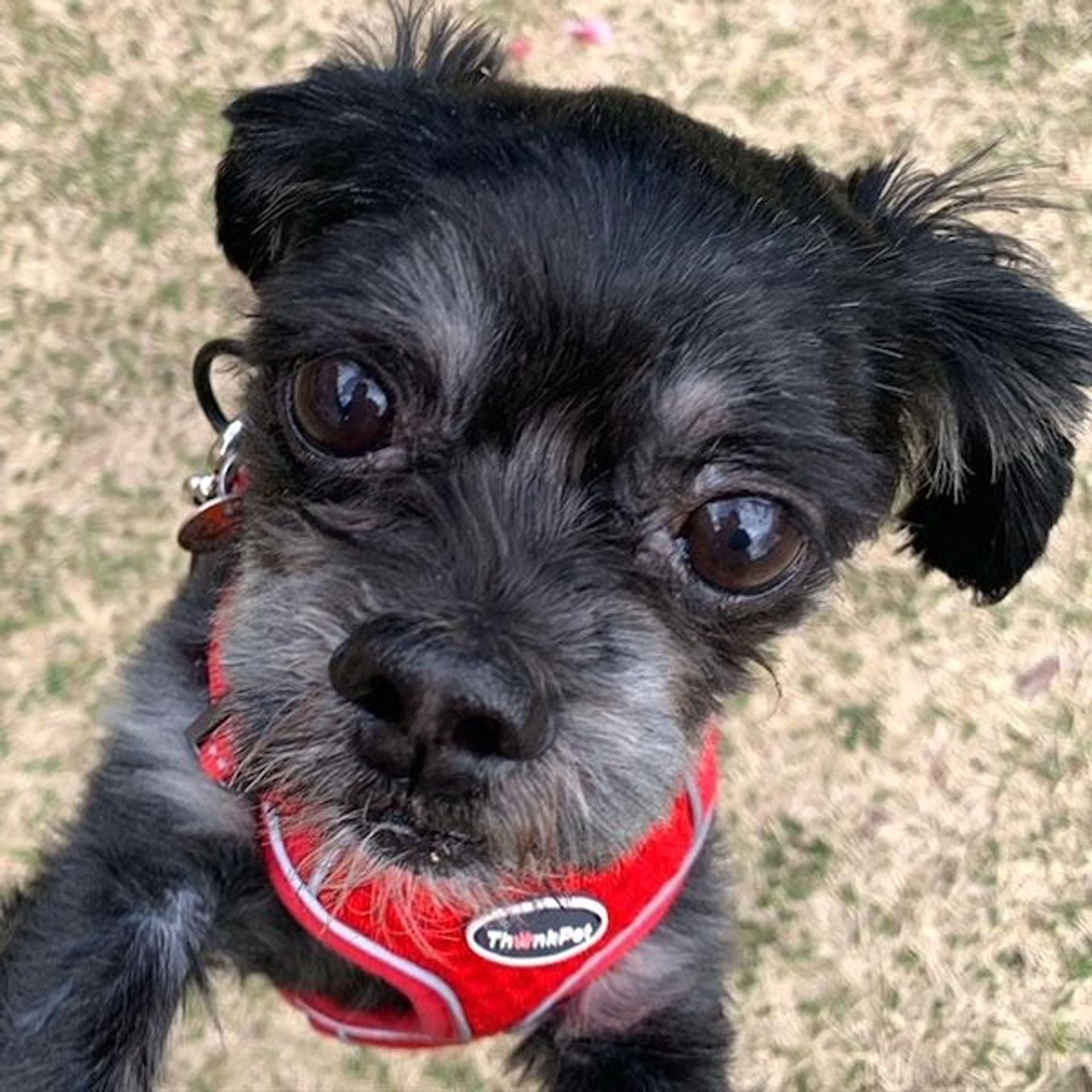 雑種（ミックス犬）・オスの里親募集の写真