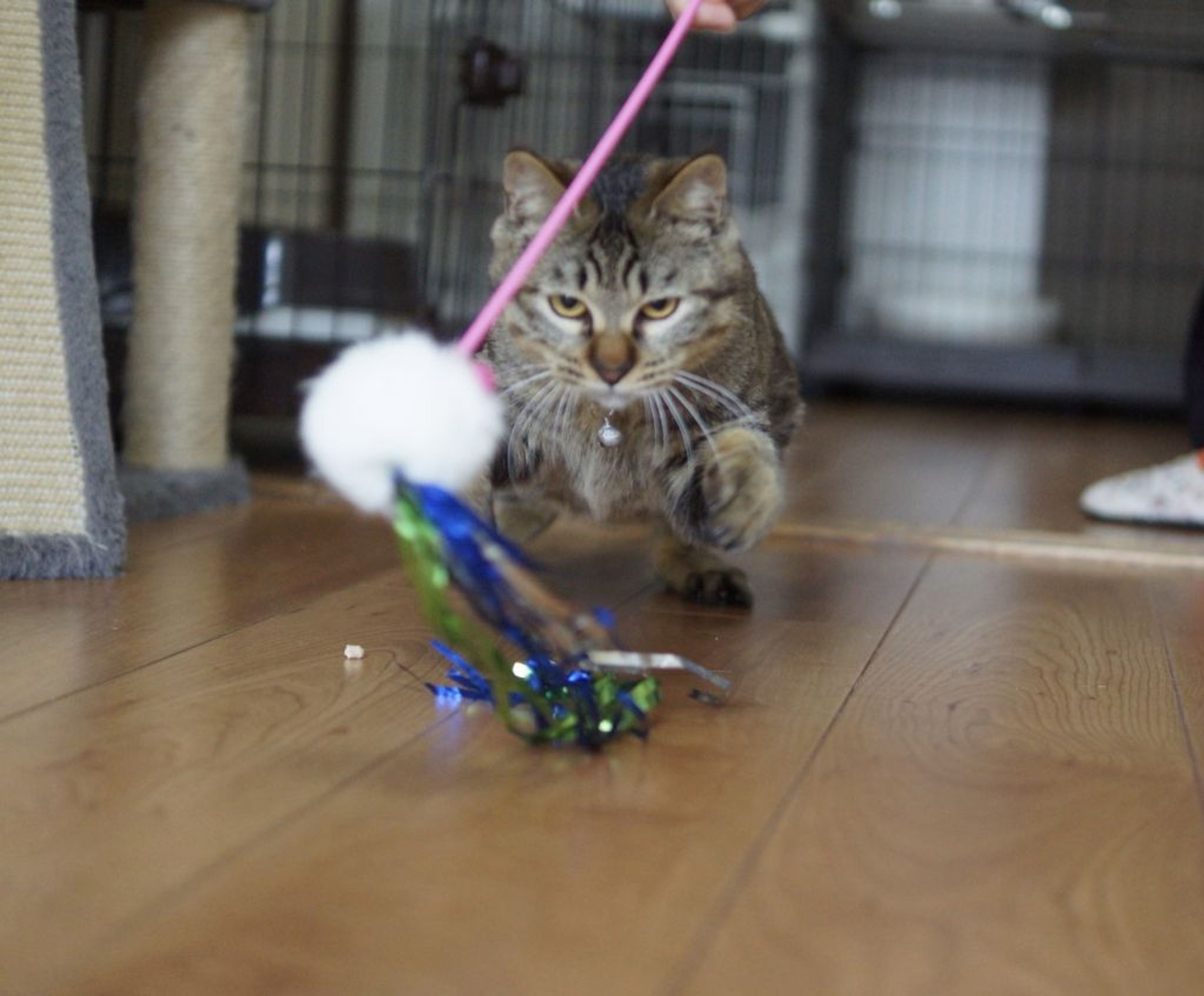 pet-image-3